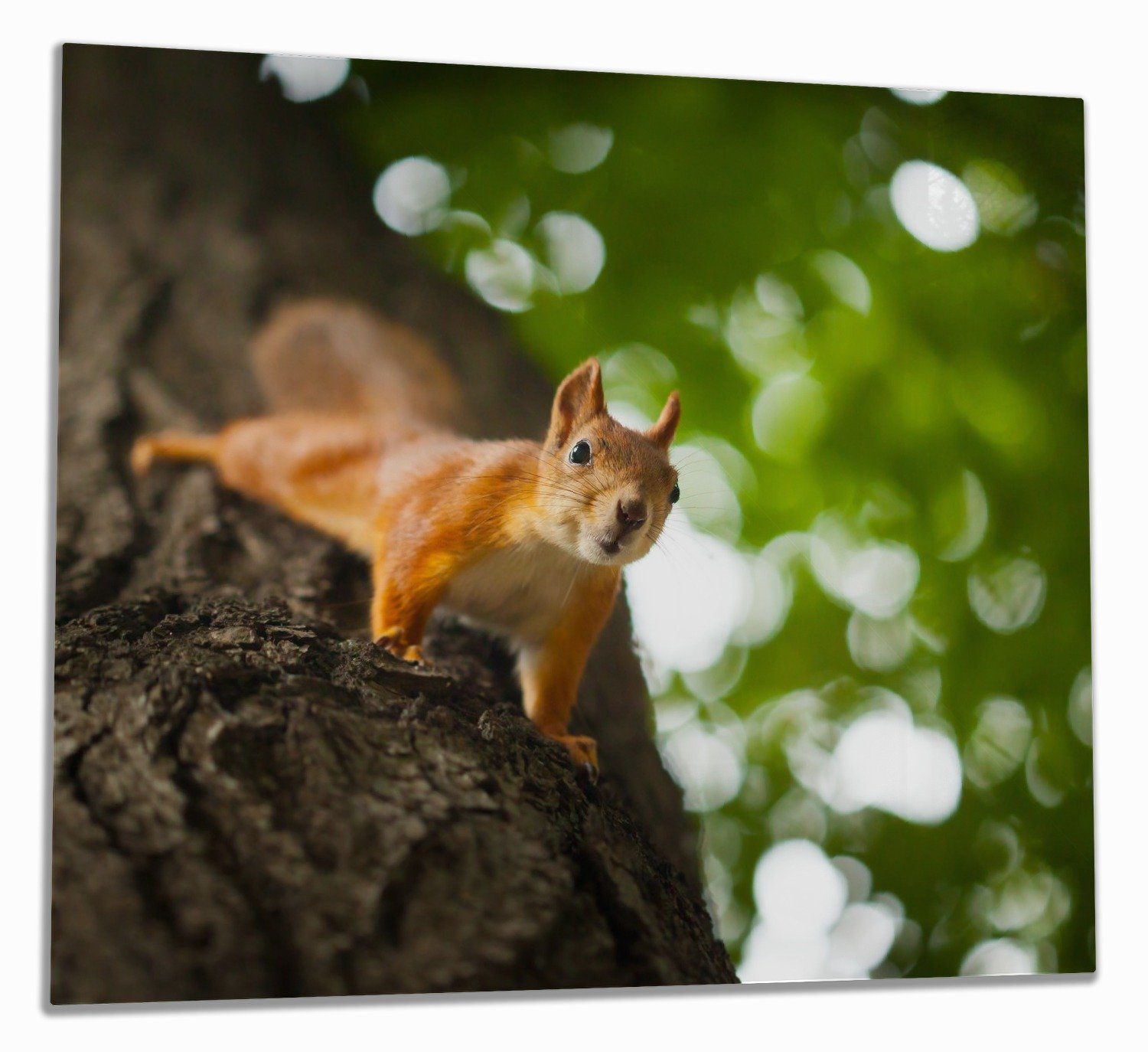 Wallario Herd-Abdeckplatte Süßes neugieries Eichhörnchen an einem Baum, ESG-Sicherheitsglas, (Glasplatte, 1 tlg., inkl. 5mm Noppen), verschiedene Größen