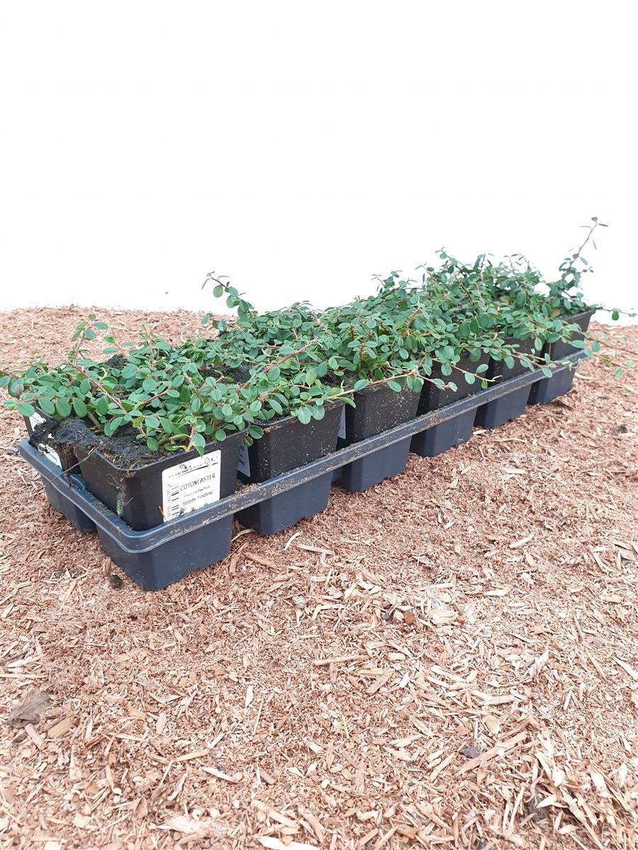 Pflanzen für Dich Почвопокровные растения Cotoneaster micro. Streibs Findling, 1 St., Kriechmispel, Zwergmispel, bodendecker, immergrün
