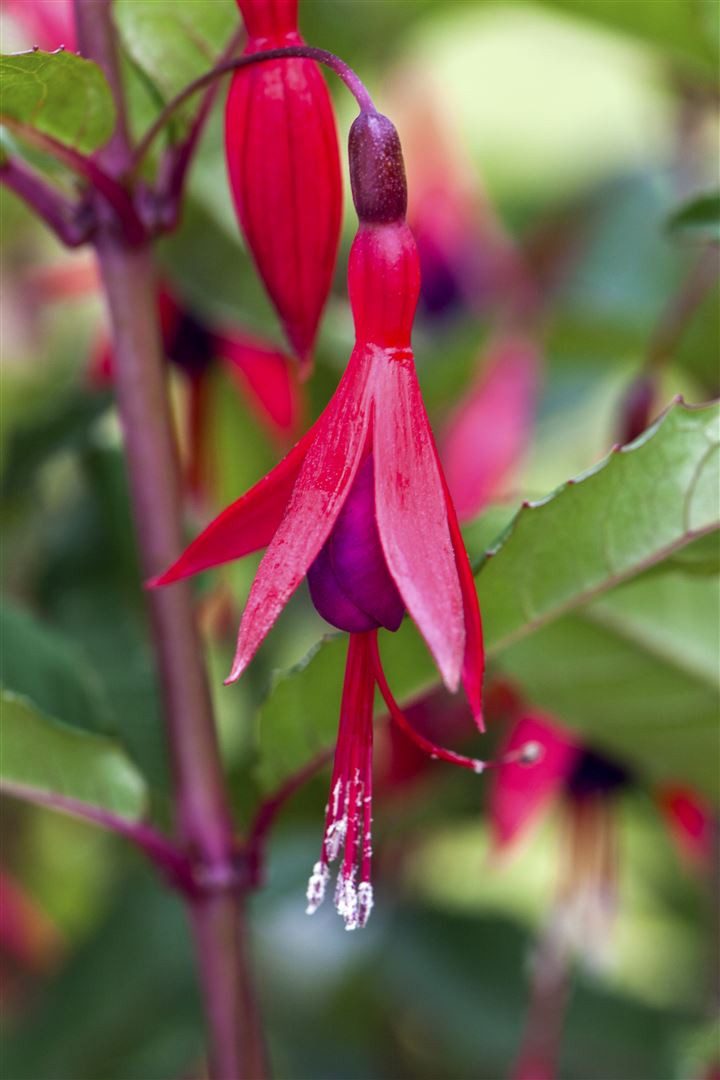 Pflanzen für Dich Staude Fuchsia magellanica M.Popple, 1 St., Fuchsie, Magellan-Fuchsie