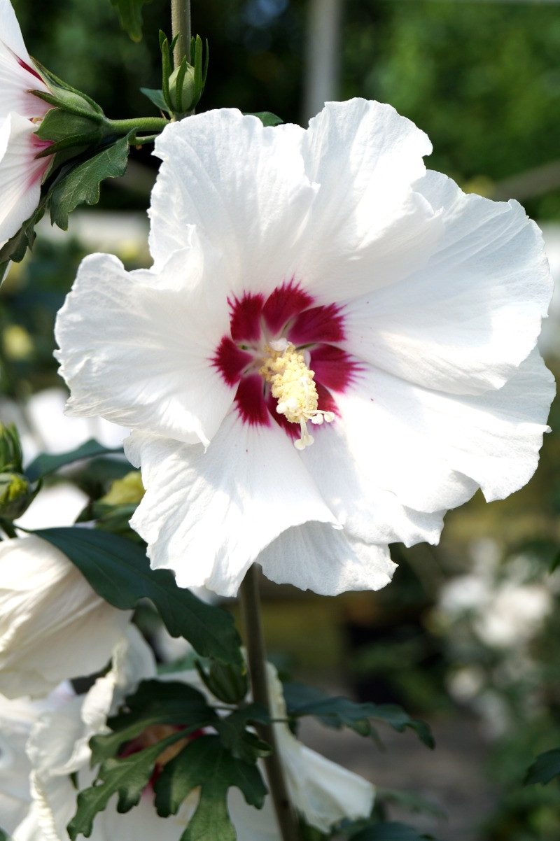 Garten von Ehren Zierstrauch Hibiscus syriacus Red Heart Containerware 30-40 cm hoch