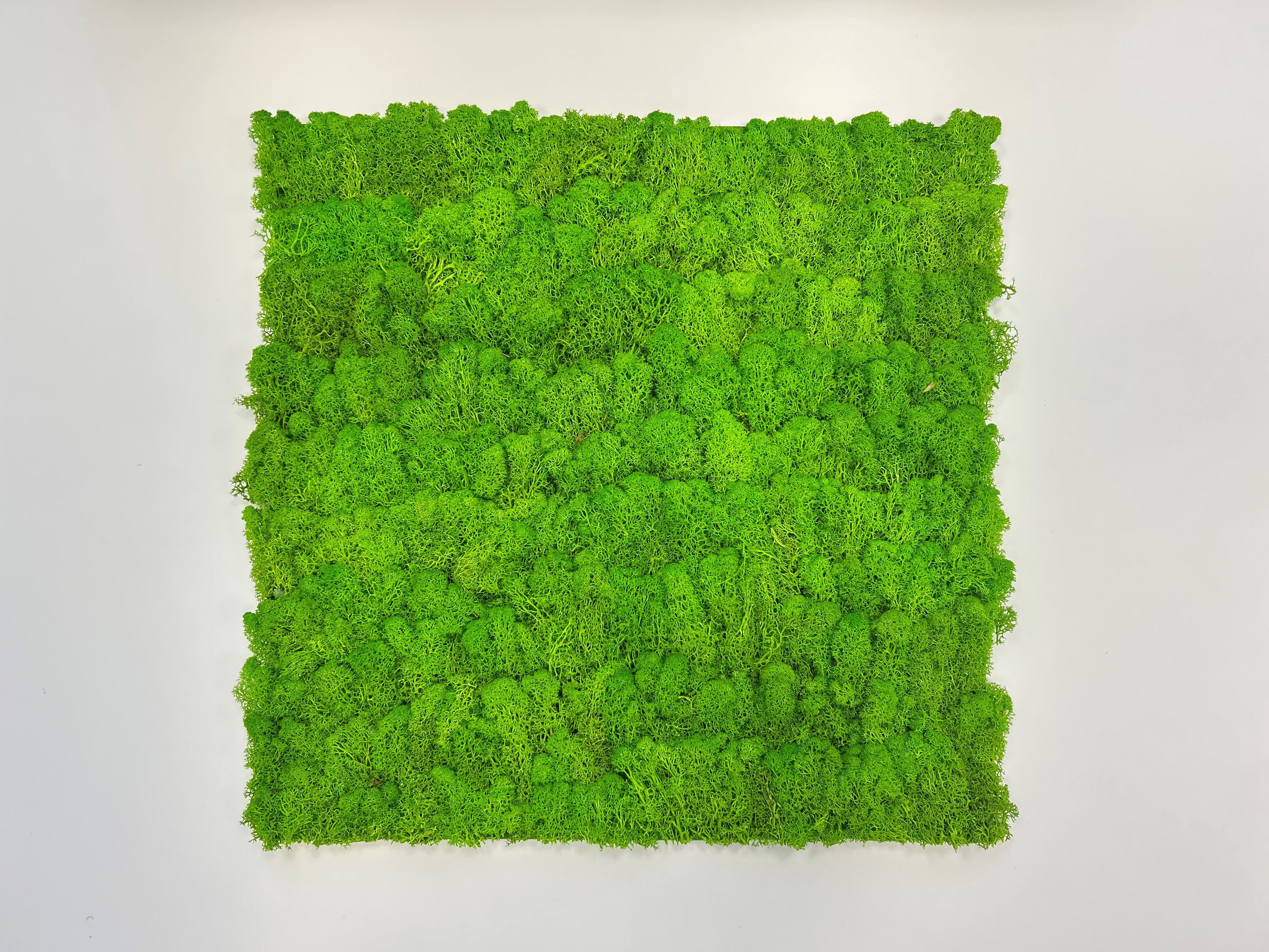JANGAL Wandpaneel Wandpaneel Jangal Modular Wall 11102 Bright Green Moos 52 x 52 cm