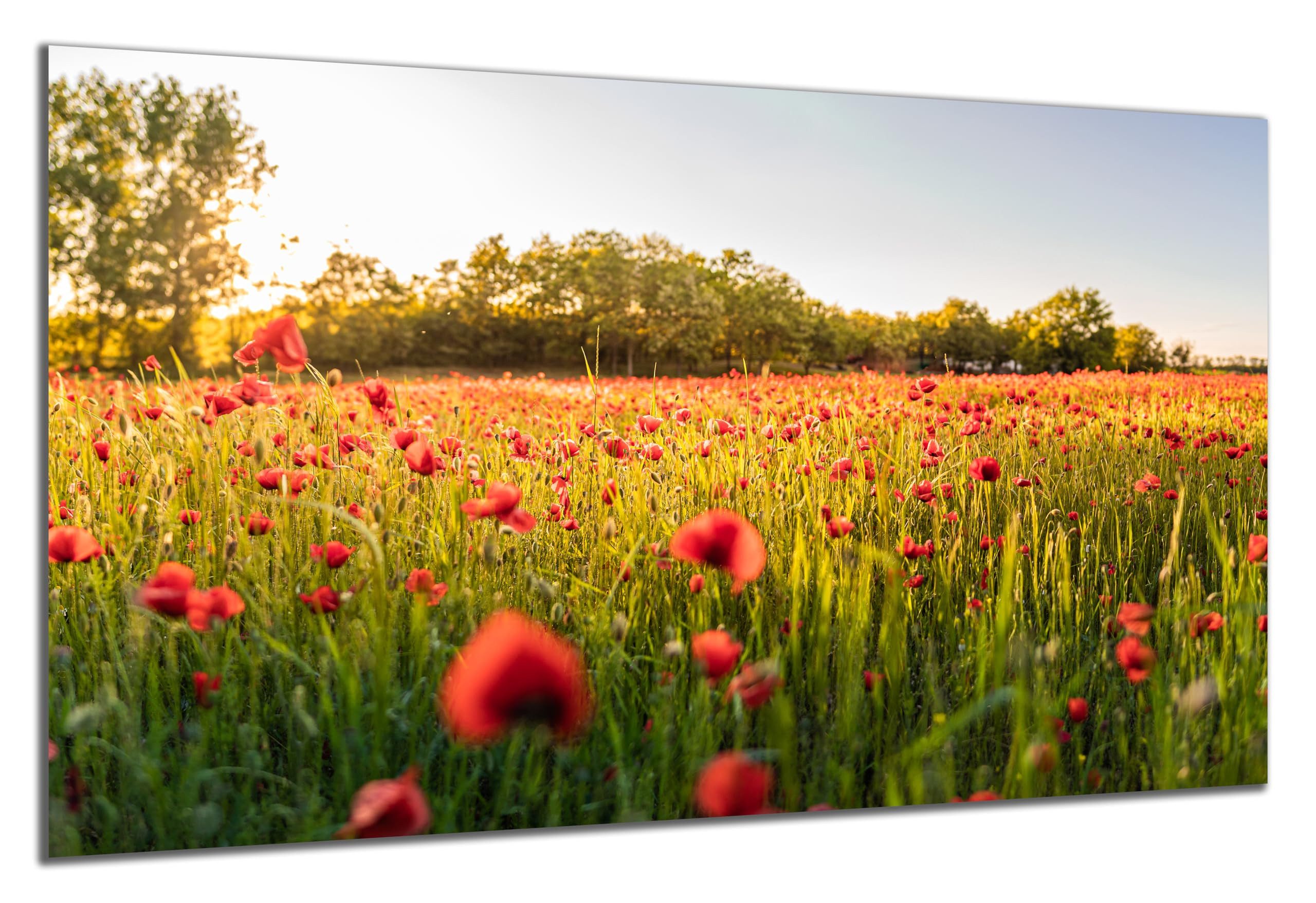 DARO Design Wandbild Blumenwiese Wandbilder Wand Deko Bilder Geschenk Leinwandbild, (Mohnblumen Blumenwiese - Bild klein Wohnzimmer Schlafzimmer Büro Flur Esszimmer Einteilig Querformat Fotodruck Blumenwiese), 30x20 cm