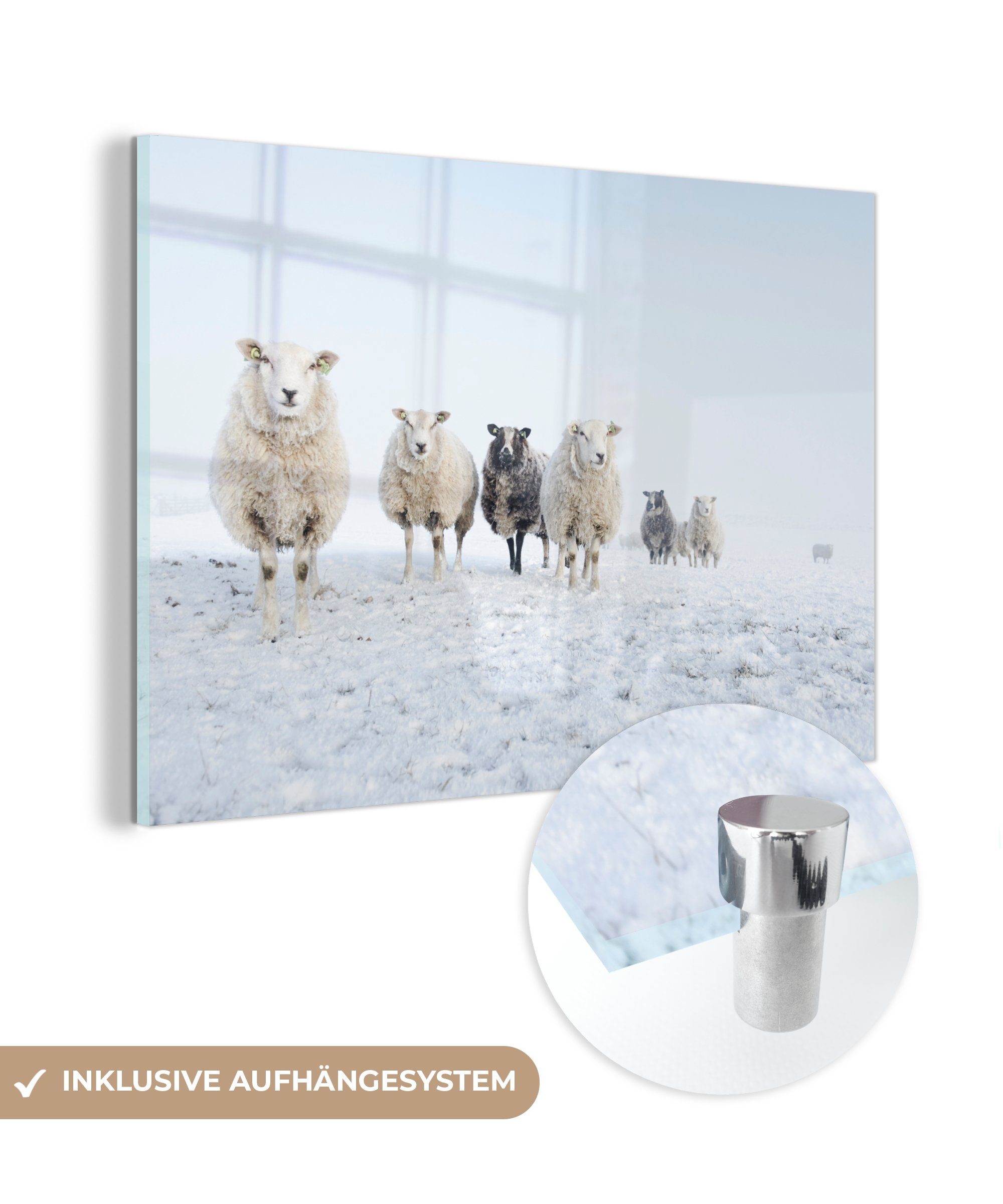 MuchoWow Acrylglasbild Schafe - Wolle - Schnee, (1 St), Glasbilder - Bilder auf Glas Wandbild - Foto auf Glas - Wanddekoration