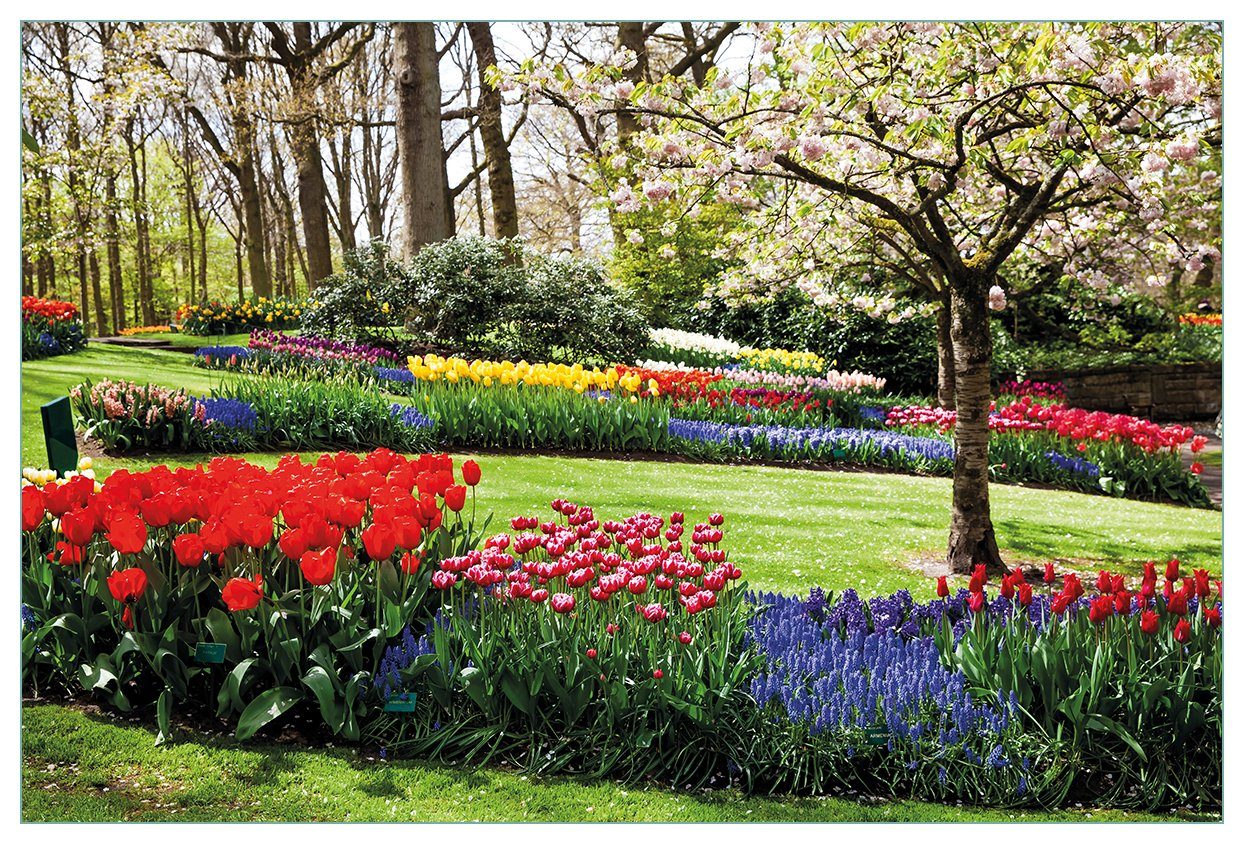 Wallario Küchenrückwand Bunte Blumen und Kirsch-Baum im Park blühen im Frühling, (1-tlg)
