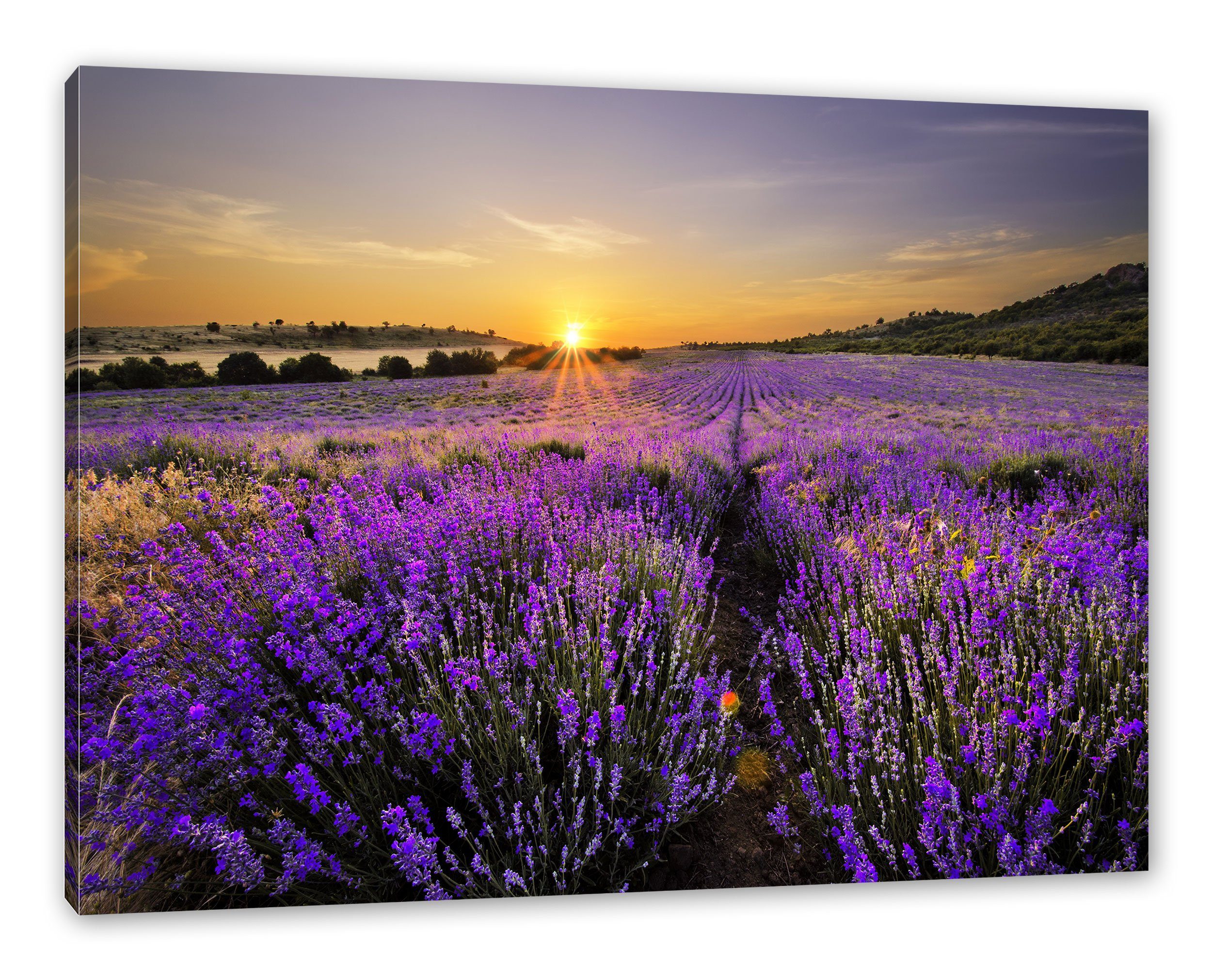 St), in Zackenaufhänger Lavendelfeld Frankreich Pixxprint Leinwandbild Frankreich, fertig Leinwandbild bespannt, inkl. Lavendelfeld in (1