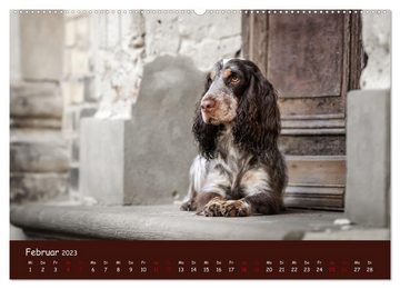 CALVENDO Wandkalender Englischer Cocker Spaniel (Premium, hochwertiger DIN A2 Wandkalender 2023, Kunstdruck in Hochglanz)