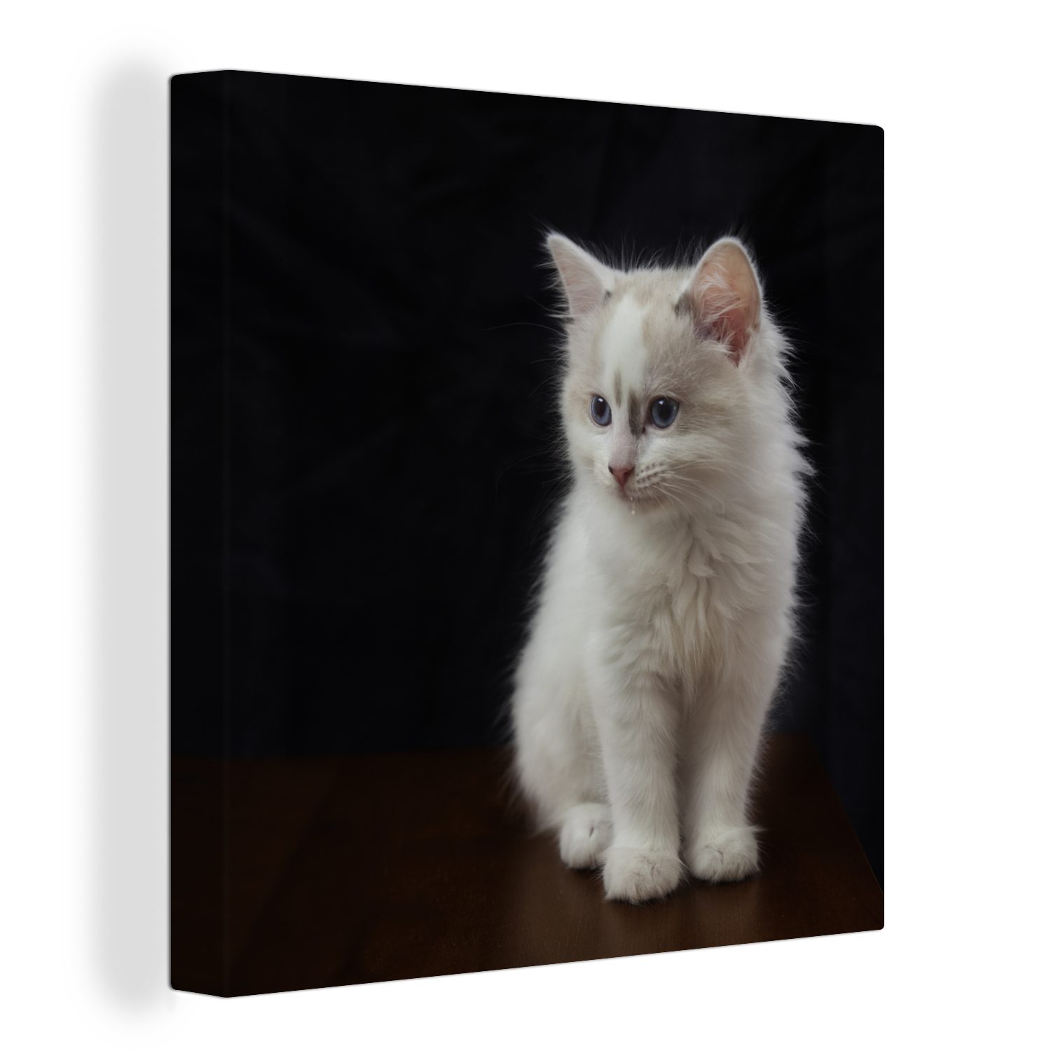 OneMillionCanvasses® Leinwandbild Niedliches Ragdoll-Kätzchen auf schwarzem Hintergrund, (1 St), Leinwand Bilder für Wohnzimmer Schlafzimmer