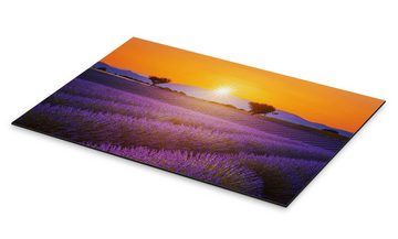 Posterlounge Alu-Dibond-Druck Editors Choice, Sonne über dem Lavendel, Mediterran Fotografie