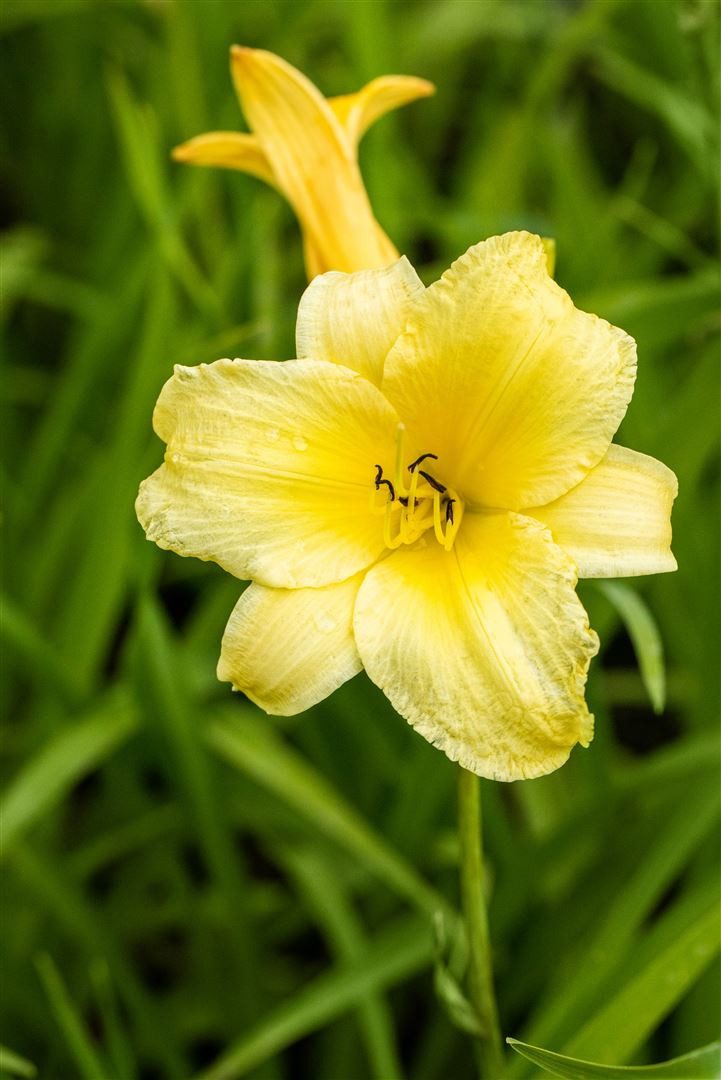 Pflanzen für Dich Staude Hemerocallis cult. Bitsy, 1 St., Taglilie