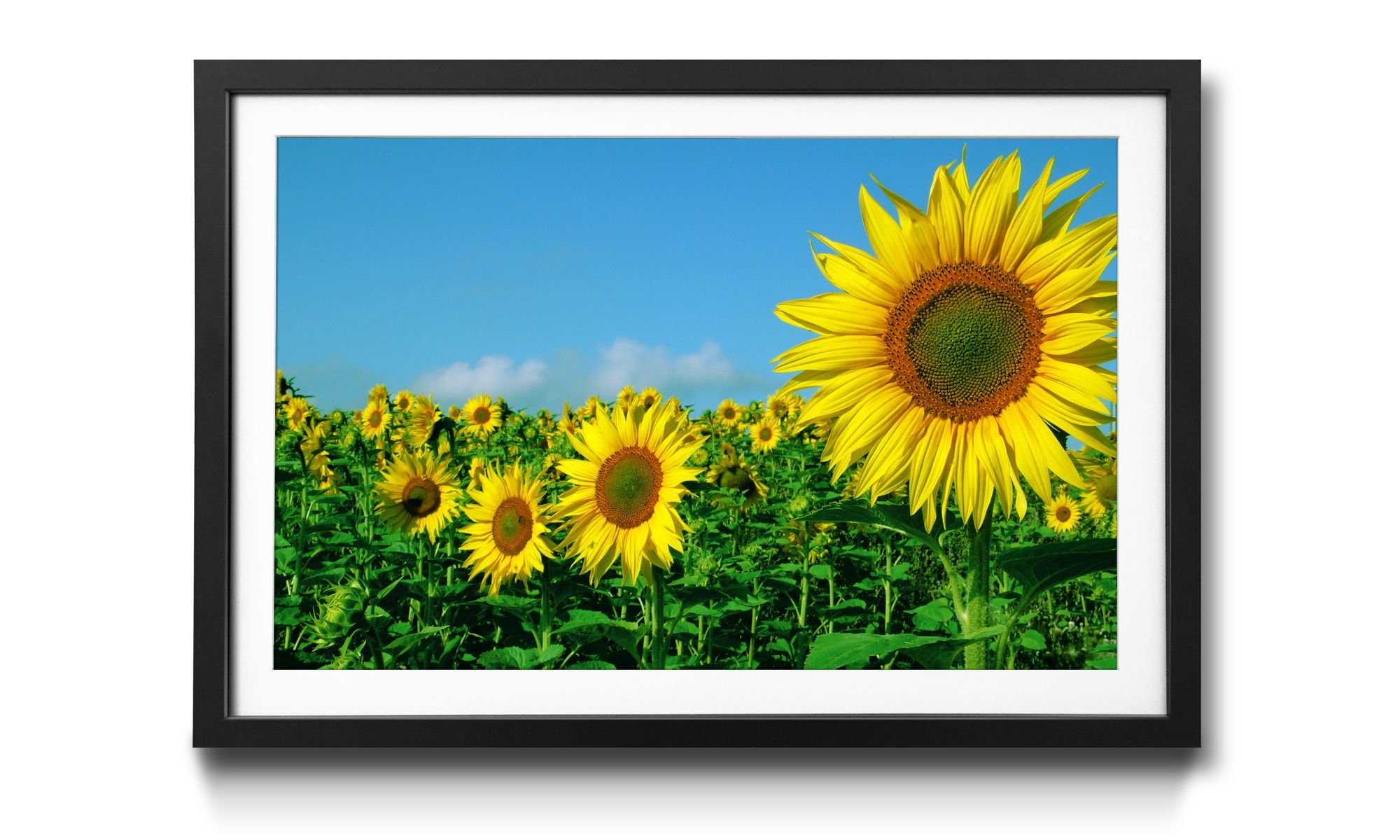 WandbilderXXL Bild mit Rahmen Aplacein The Sun, Blumen, Wandbild, in 4 Größen erhältlich