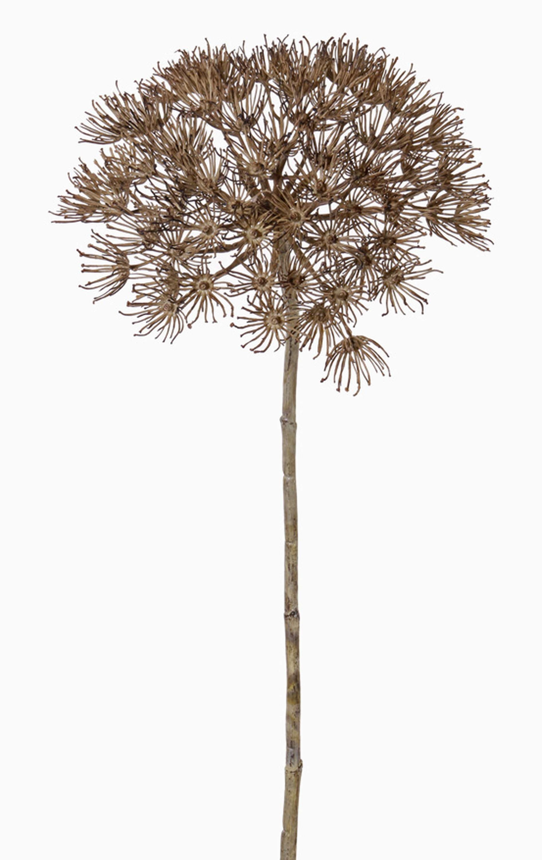 Kunstblume Künstliche Bärenklau Dolde ANSARI, braun, 80cm, Ø 22cm Bärenklau, artplants, Höhe 80.0 cm