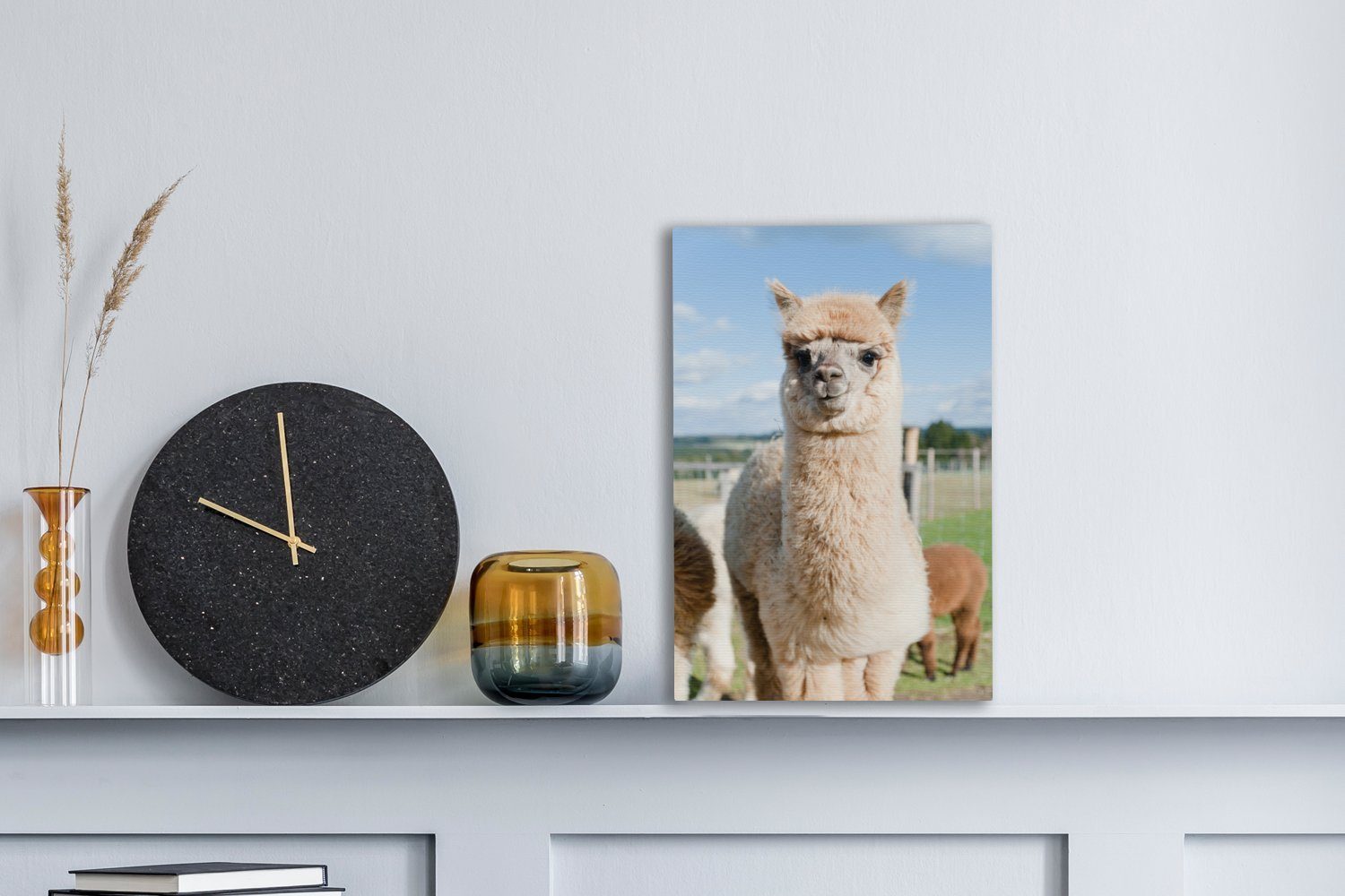OneMillionCanvasses® Leinwandbild Alpaka - Gras - günstig online kaufen