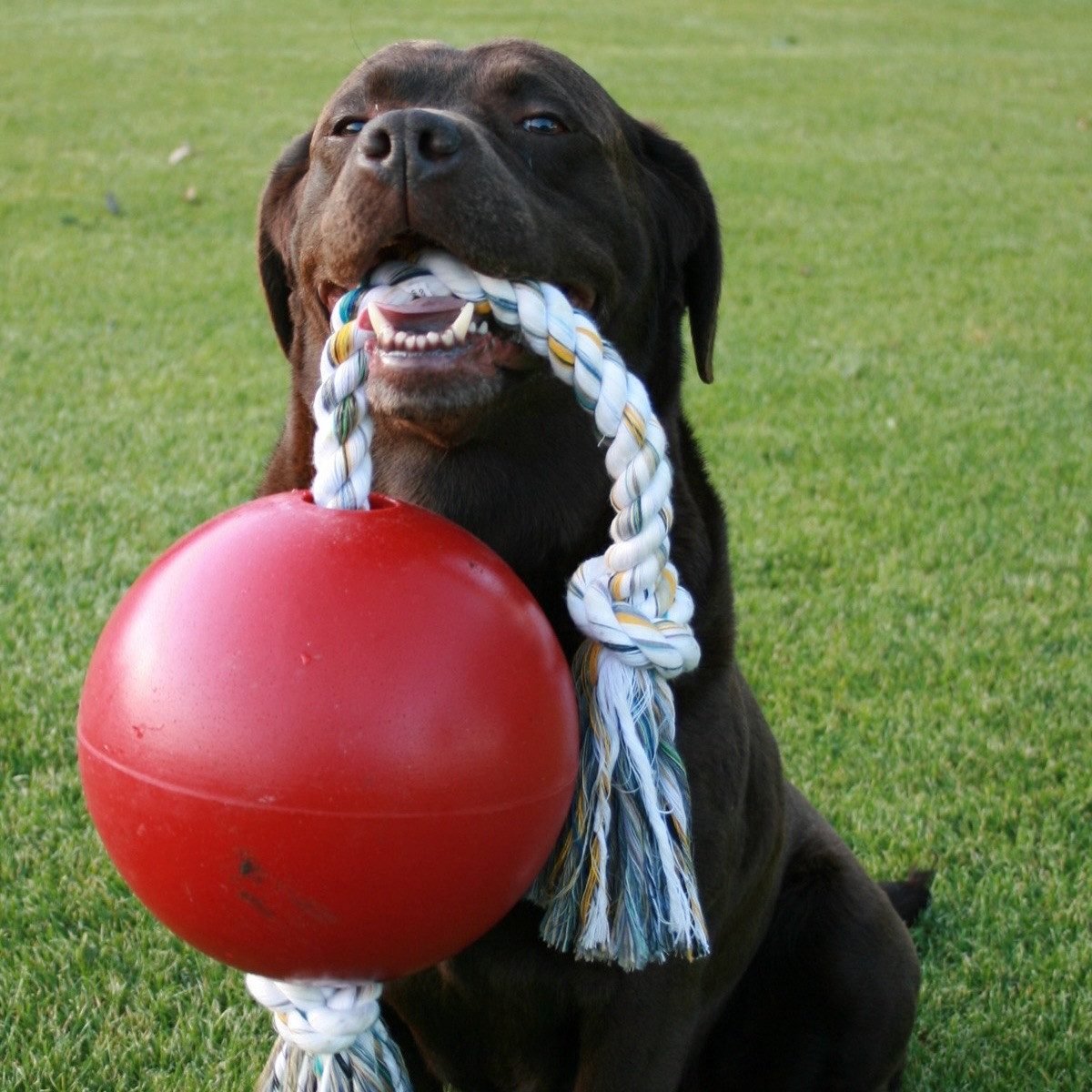 Holland Animal Care Tierball Hundespielzeug Romp-n-Roll rot