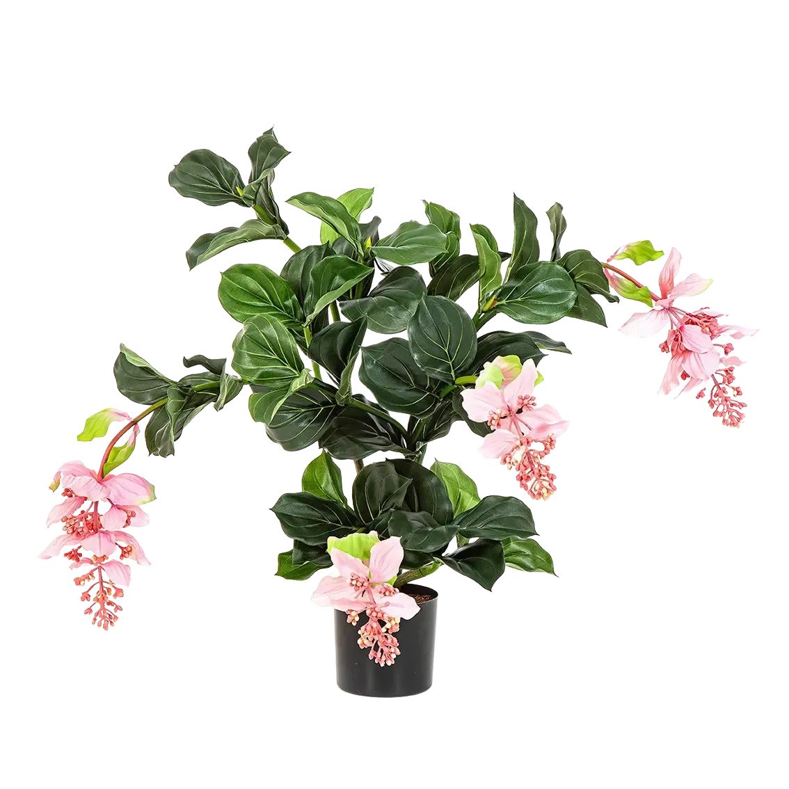 Kunstpflanze Künstliche Medinilla magnifica - Penelope, 78 cm, aplanta