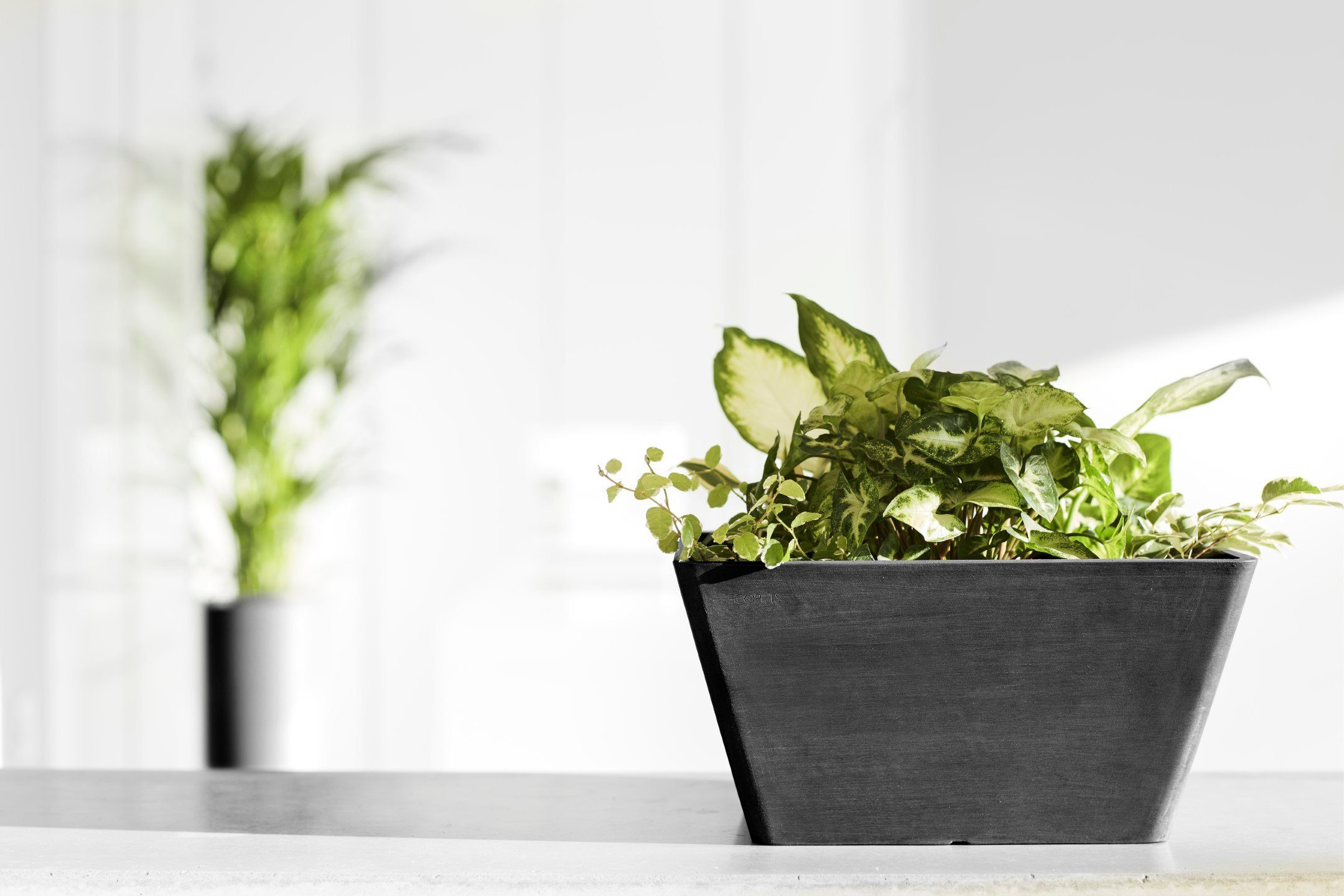 Thumbnail - ECOPOTS Blumentopf BERLIN Dark Grey, BxTxH: 31x31x15,5 cm