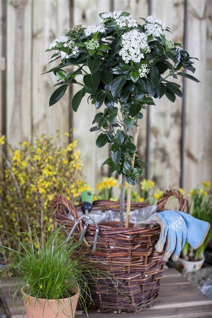 Pflanzen für Dich Gehölze Viburnum tinus, 1 St., Lorbeer-Schneeball, Immergrüner Schneeball
