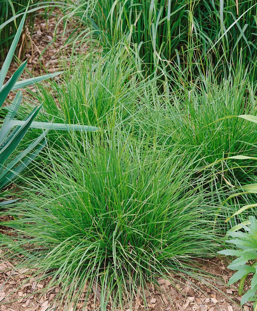 Pflanzen für Dich Травы Deschampsia cesp. Tauträger, 1 St., Rasen-Schmiele, Rasenschmiele, ziergras, tauresistent