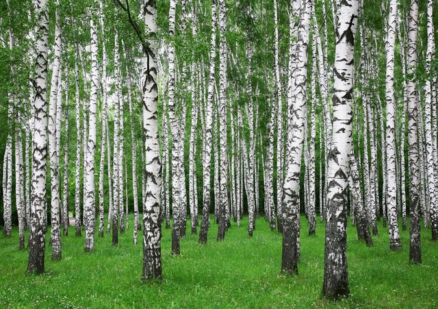 Papermoon Fototapete »Summer Birch Forest«, glatt-Otto
