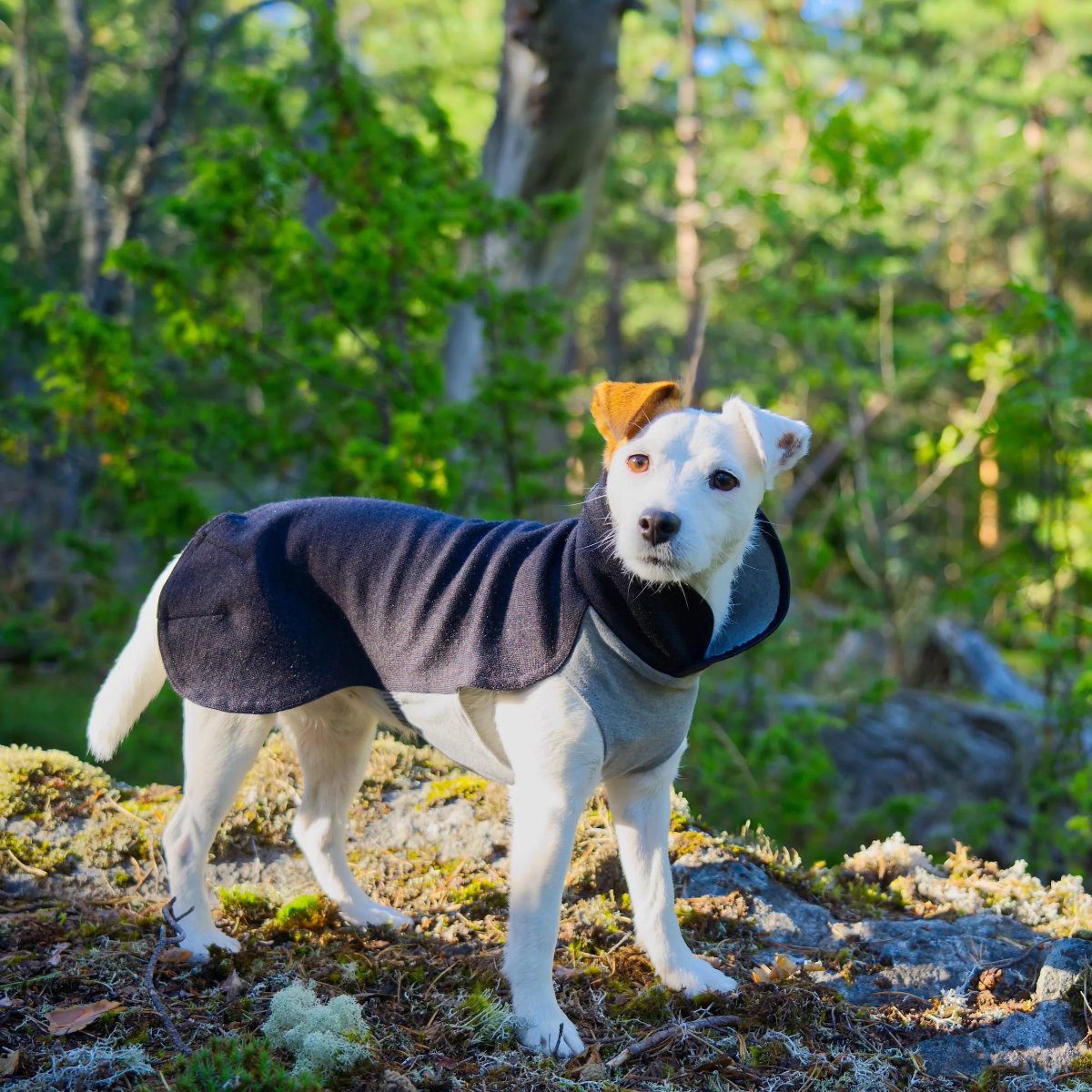 PAIKKA Hundepullover Hunde Pullover wärmend "Recovery Winter Shirt grau