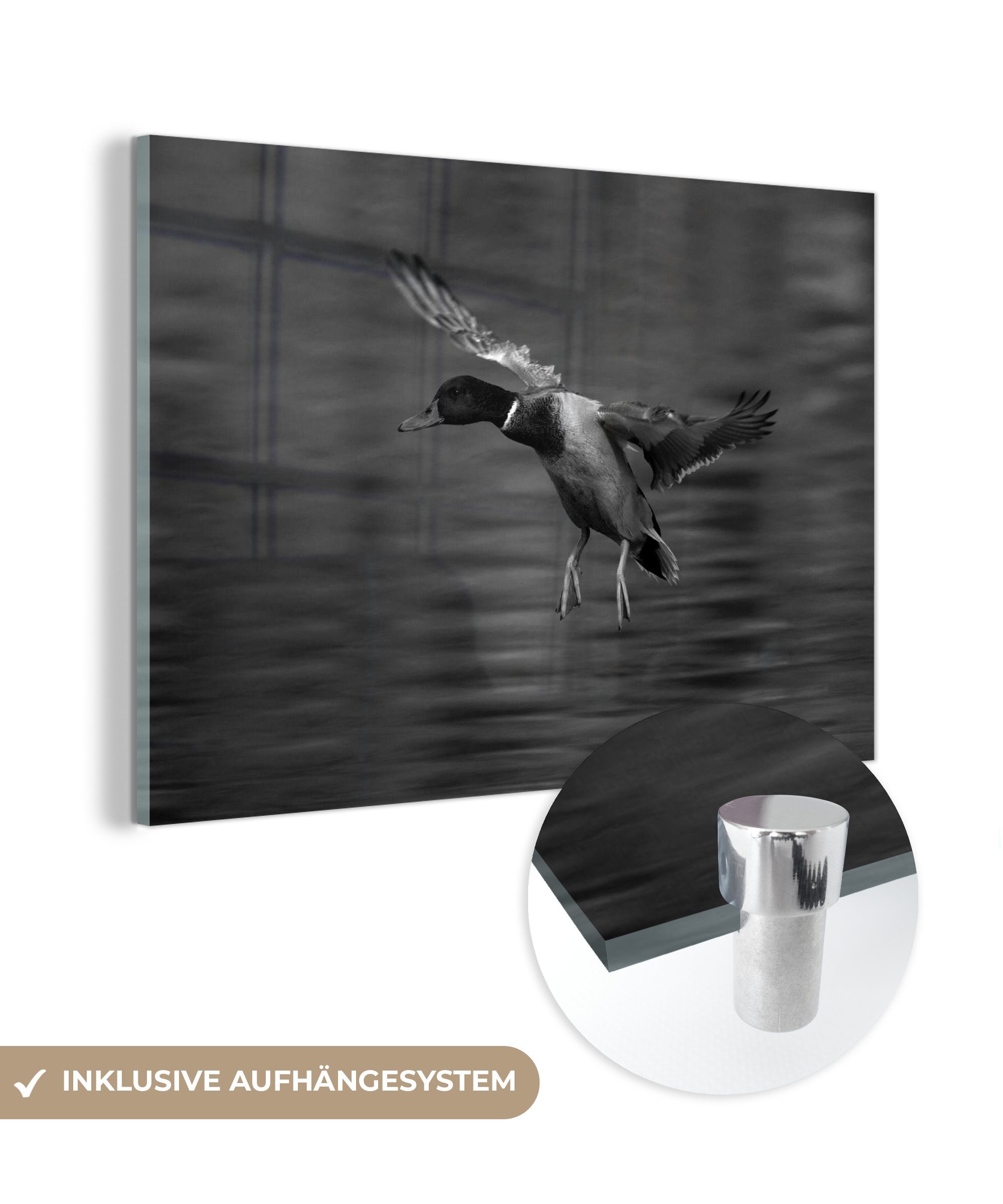 MuchoWow Acrylglasbild Eine Wildente landet im Wasser - schwarz und weiß, (1 St), Acrylglasbilder Wohnzimmer & Schlafzimmer