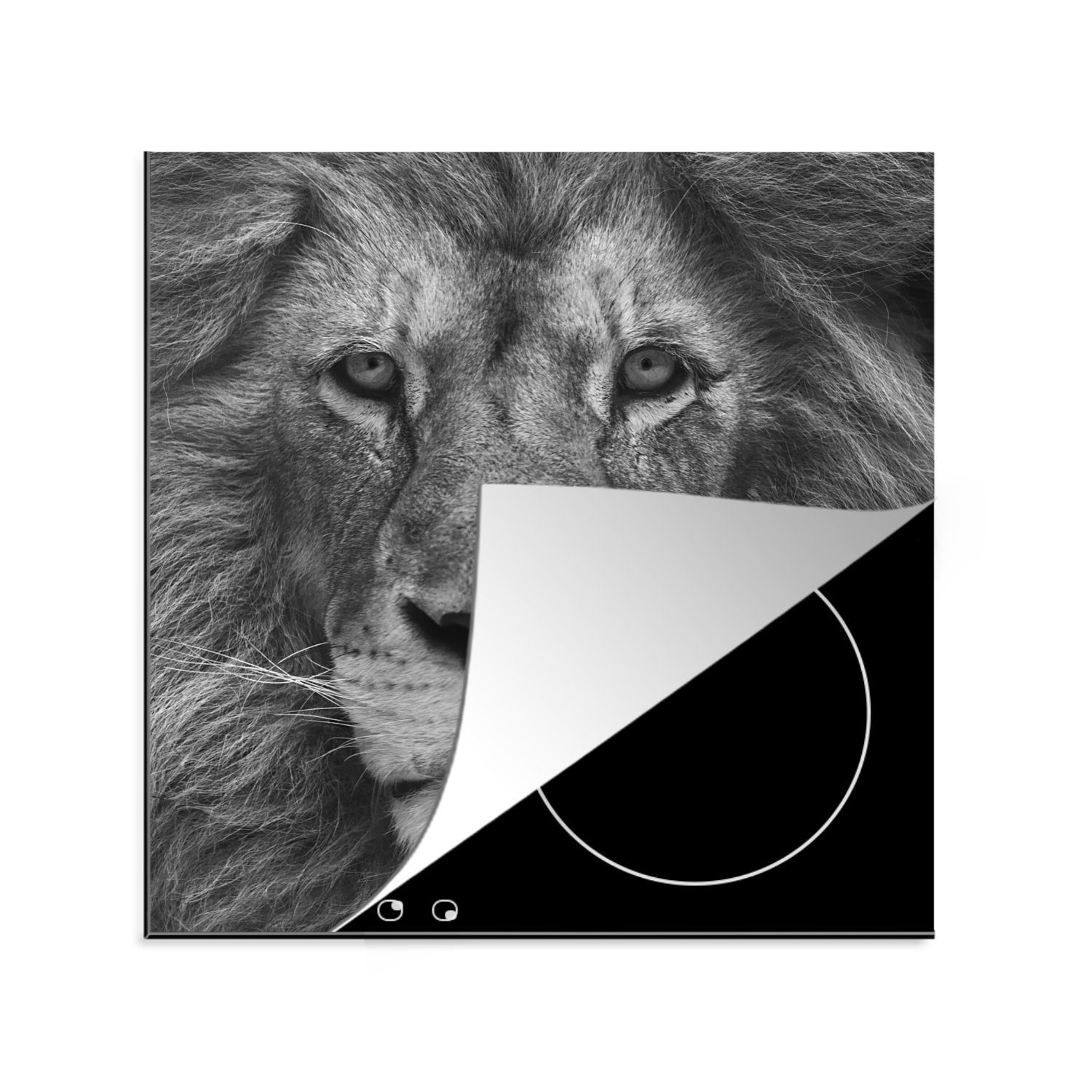 MuchoWow Herdblende-/Abdeckplatte Tierprofil Persischer Löwe in schwarz und weiß, Vinyl, (1 tlg), 78x78 cm, Ceranfeldabdeckung, Arbeitsplatte für küche