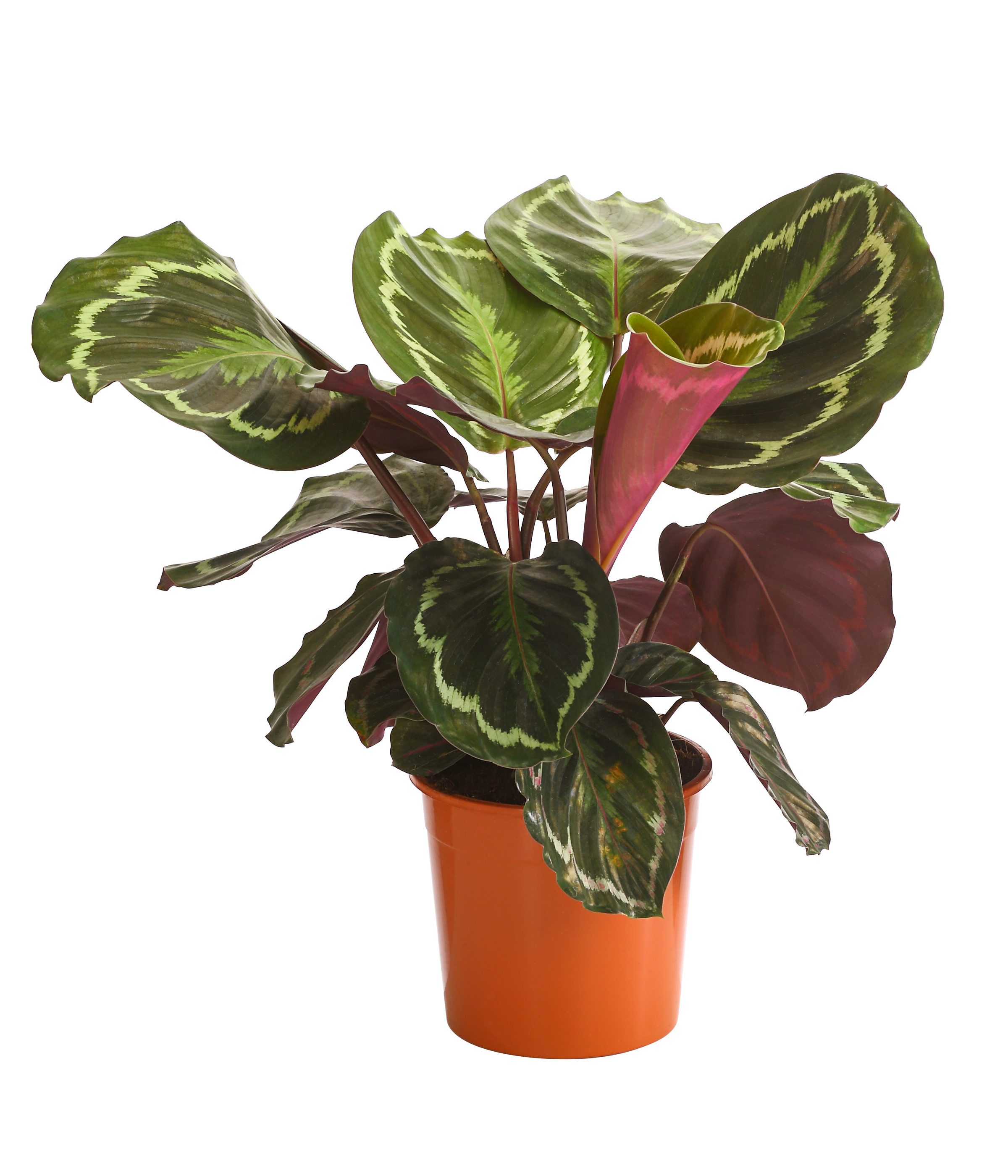 Dehner Zimmerpflanze Korbmarante Medaillon, Calathea roseoptica, versch. Größen, für dunkle Standorte, rote Blattunterseite