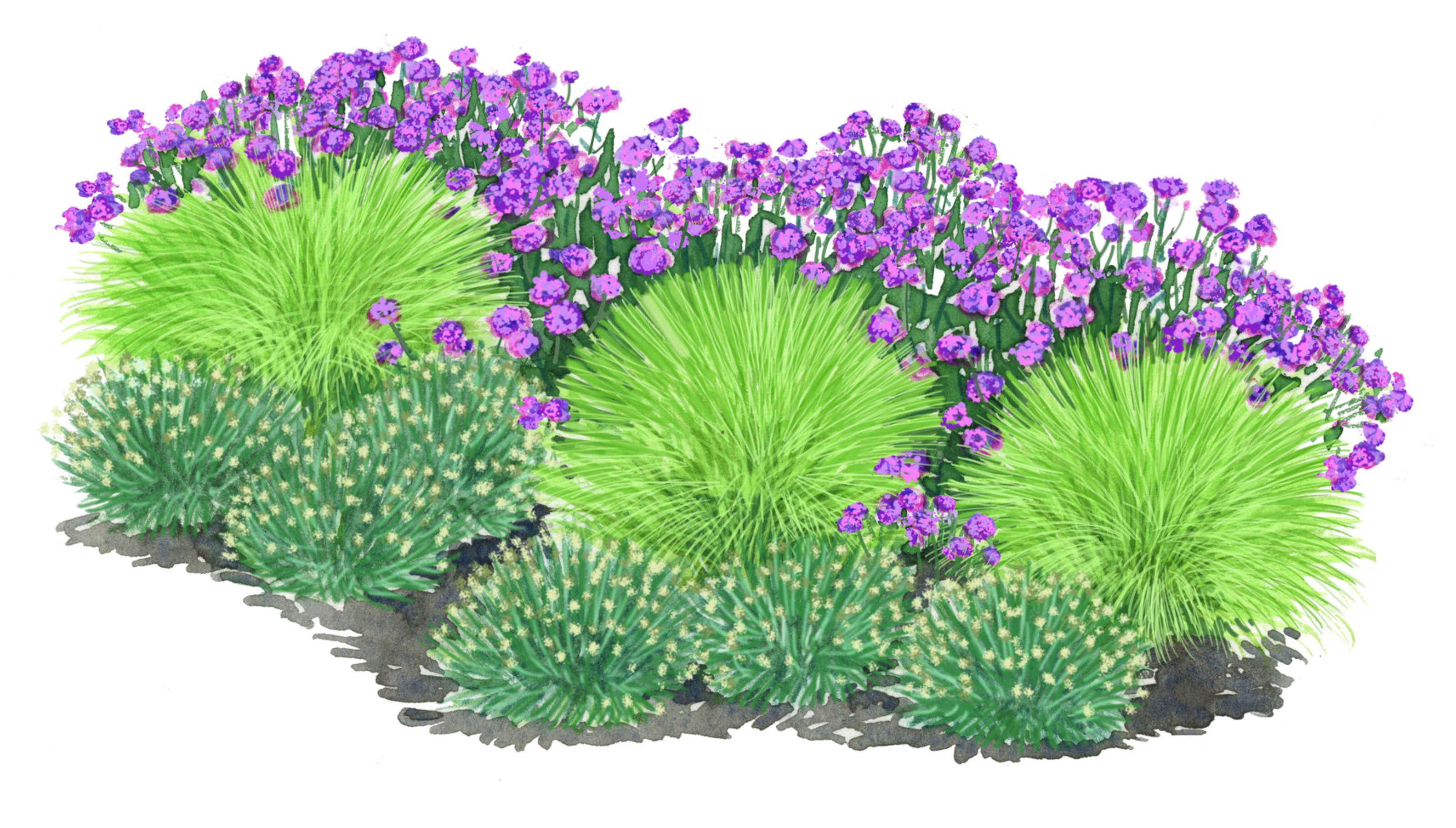 Dehner Gräser Bio Bodendecker Gräser-Set mit Blüten-Highlight, Ø Topf je 7 cm, anspruchslose und robuste Gartenpflanzen für sonnige Standorte