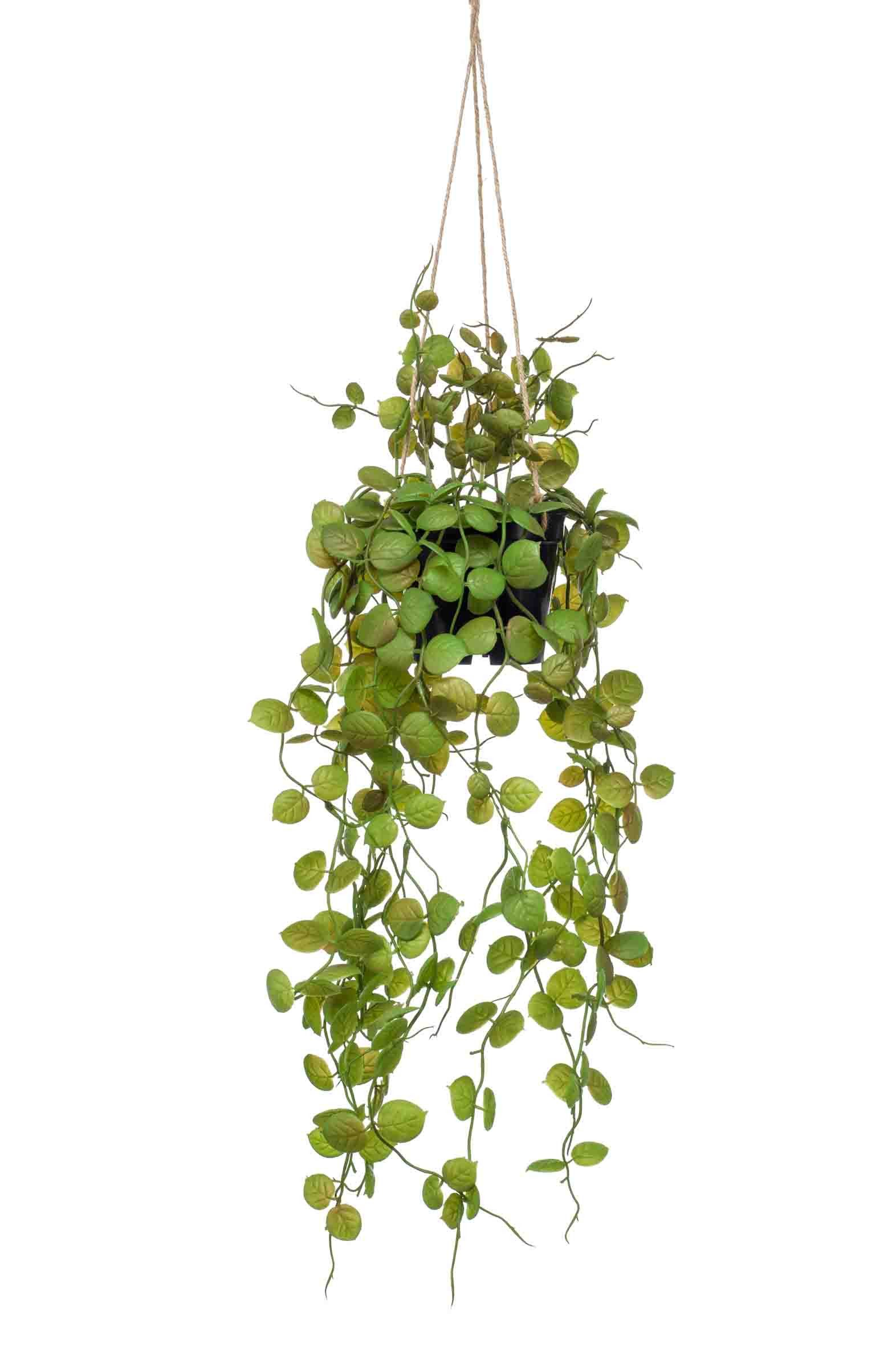 Künstliche Zimmerpflanze Künstlicher Hänger Leuchterblume Blumenampel Bolten, grün, 50cm Leuchterblume, artplants, Höhe 50.0 cm
