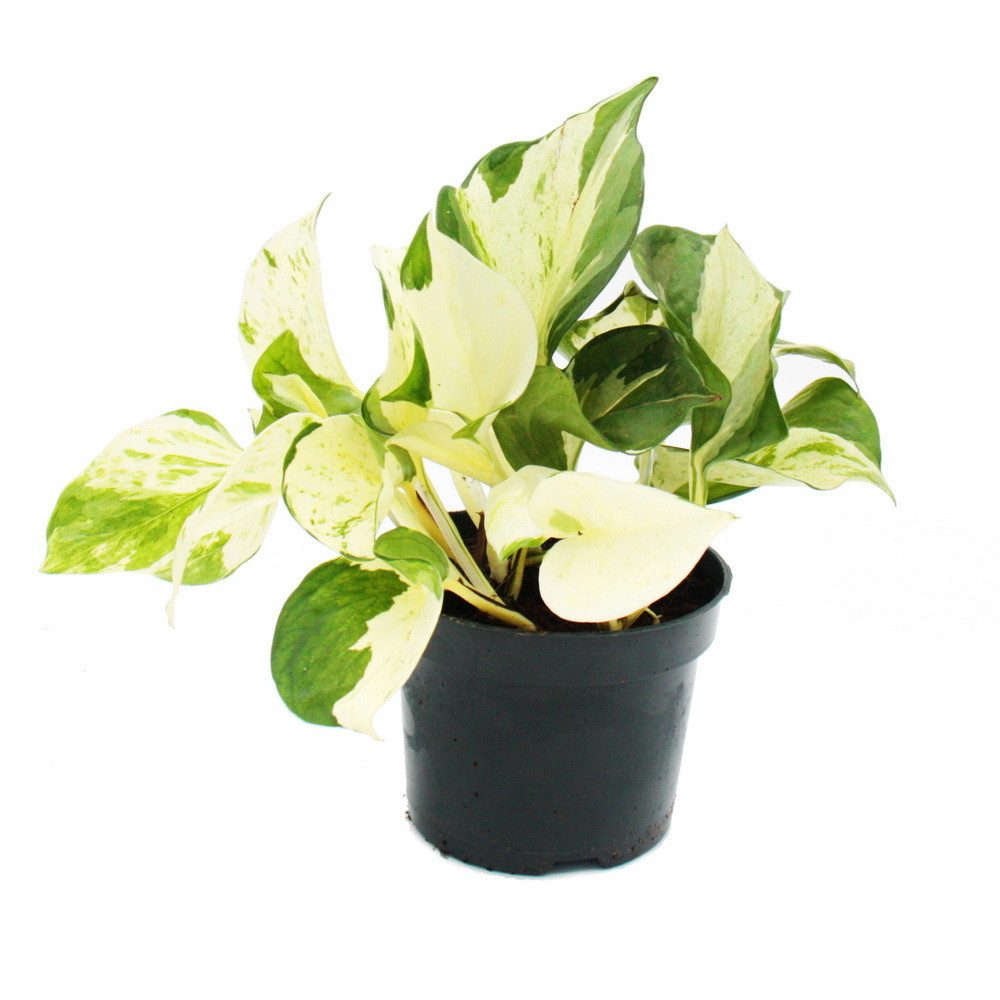 Exotenherz Zimmerpflanze Weiß-bunte Efeutute Epipremnum Happy Leaf Scindapsus 12cm Topf