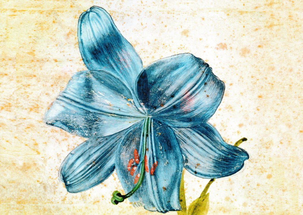 Dürer "Studie Albrecht einer Postkarte Kunstkarte Lilie"