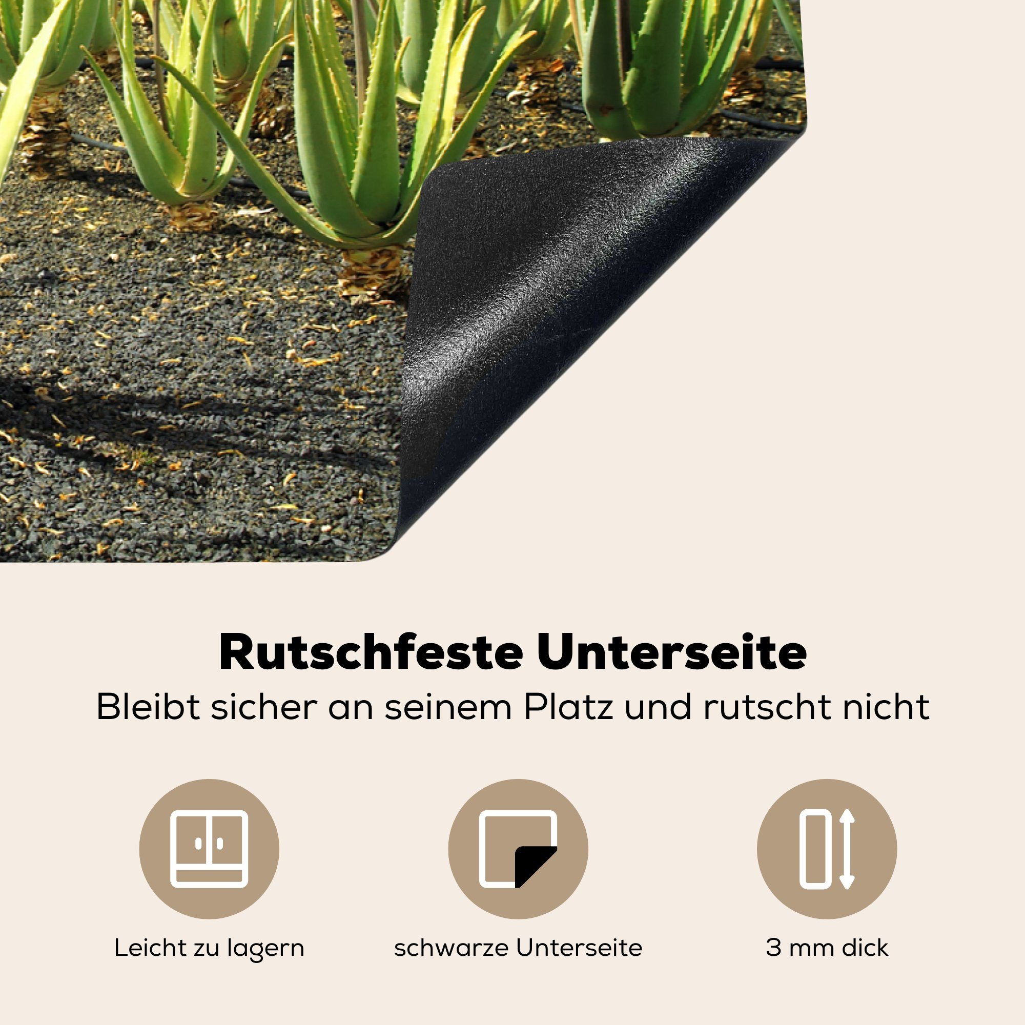 Eine 81x52 Lanzarote, Vinyl, MuchoWow für die (1 auf tlg), Induktionskochfeld Schutz Aloe-Vera-Plantage küche, Herdblende-/Abdeckplatte Ceranfeldabdeckung cm,