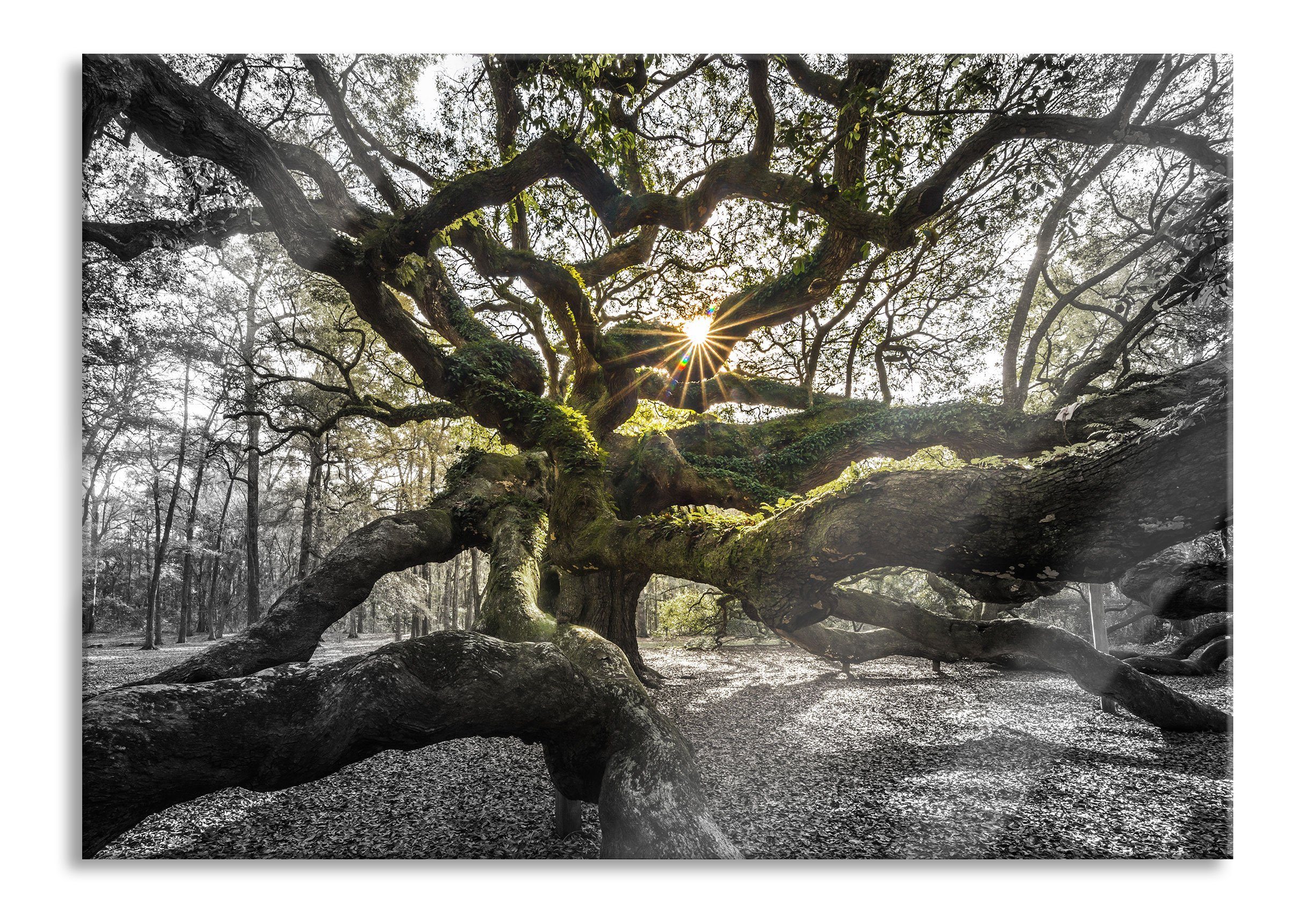 Glasbild gigantisch verzweigter Baum