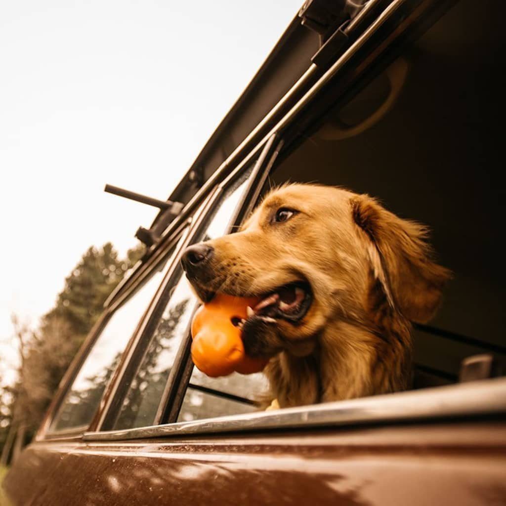 West Paw Hunde-Ballschleuder Hundespielzeug mit Zogoflex Tux Orange L