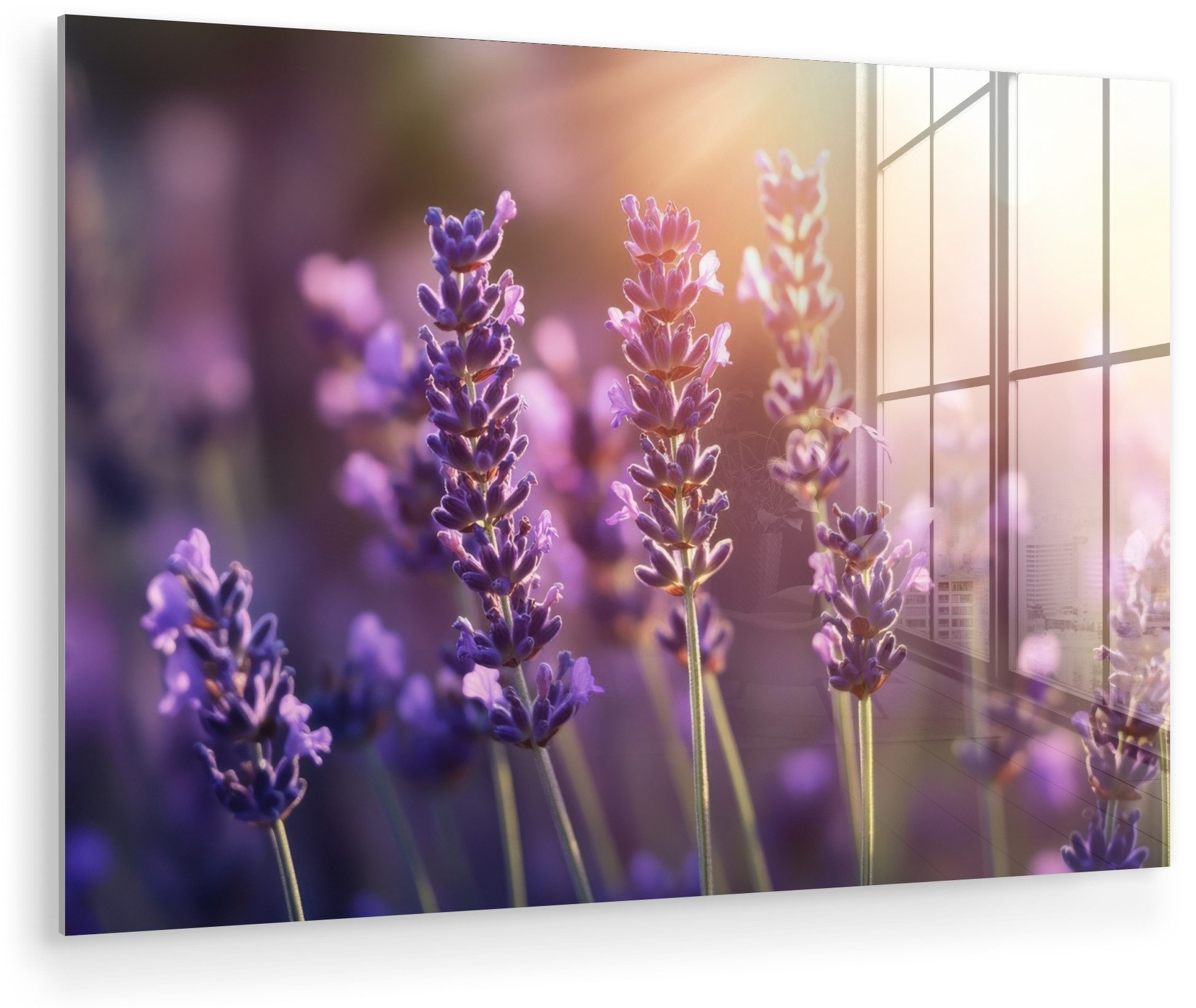 MuchoWow Acrylglasbild Lavendelblüten - Lila - Sonnenlicht, Inkl. Aufhängung, Glasbilder Wohnzimmer, Schlafzimmer, Flur & Esszimmer, 30x20 cm