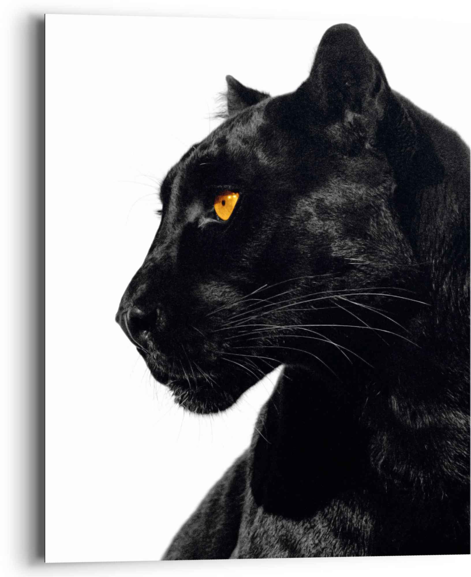 Reinders! Wandbild »Wandbild Schwarzer Panther Tierportrait - Seitenblick«, Tiere (1 Stück)-Otto