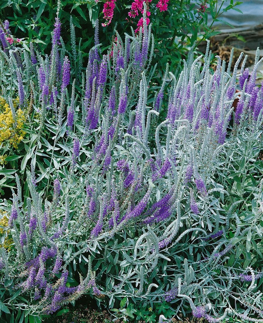 Pflanzen für Dich Staude Veronica spicata ssp.incana, 1 St., Silber-Ehrenpreis, Silber-Ähriger Ehrenpreis