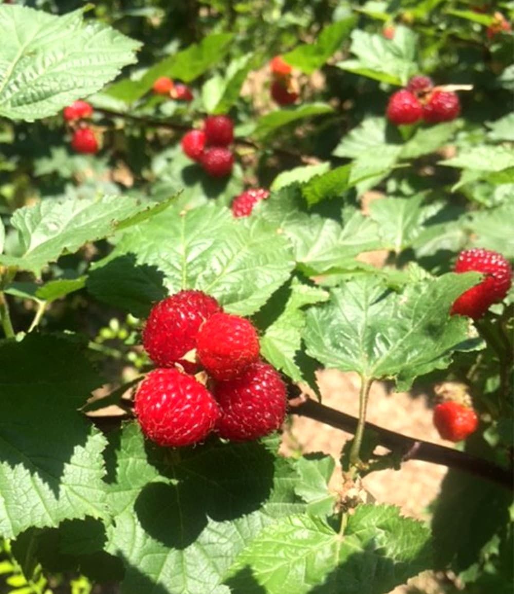 BALDUR Garten Obstpflanze Himbeer-Baum Raspbeary® Himbeere mit Stamm & Krone, 1 St., Neuzüchtung, winterhart, mehrjährig, pflegeleicht