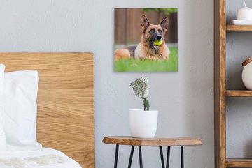 OneMillionCanvasses® Leinwandbild Deutscher Schäferhund mit einem Tennisball im Maul, (1 St), Leinwand Bilder für Wohnzimmer Schlafzimmer