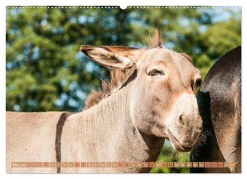 CALVENDO Wandkalender Esel der Welt - Lieblings Langohren (Premium, hochwertiger DIN A2 Wandkalender 2023, Kunstdruck in Hochglanz)