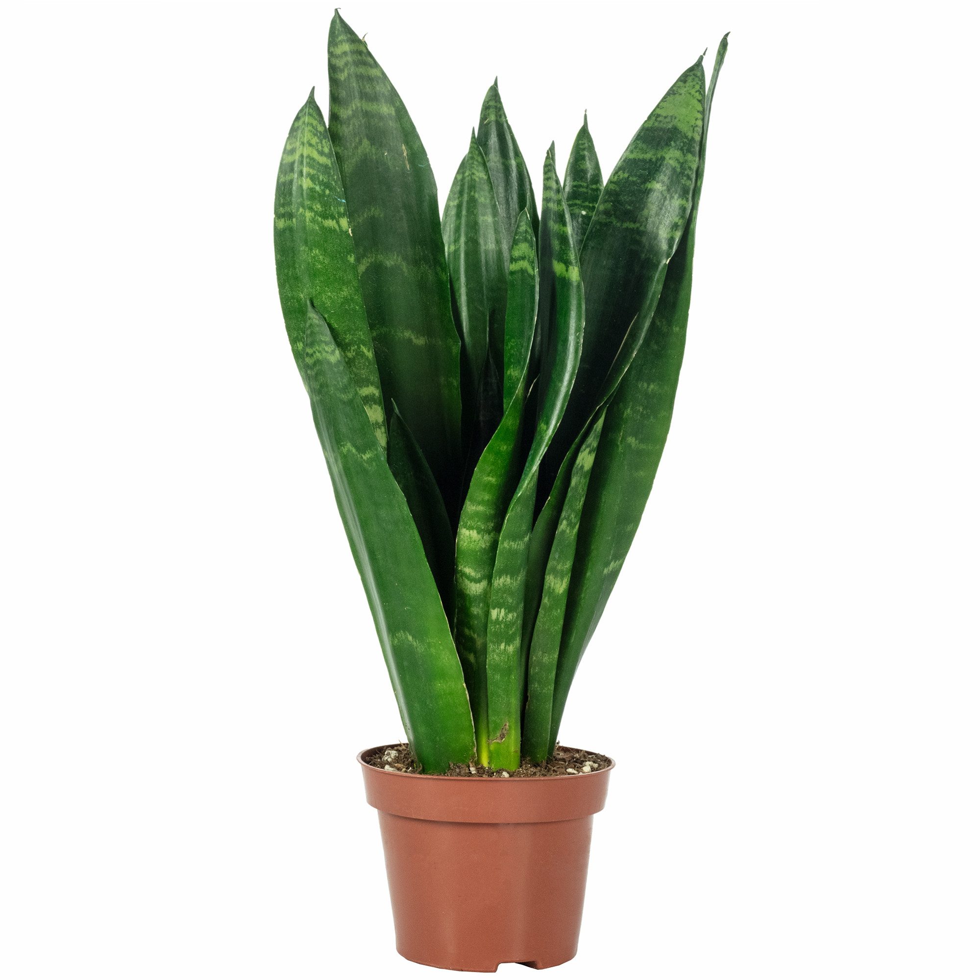 Flowerbox Zimmerpflanze Bogenhanf - Sansevieria trifasciata Black Coral, pf günstig online kaufen