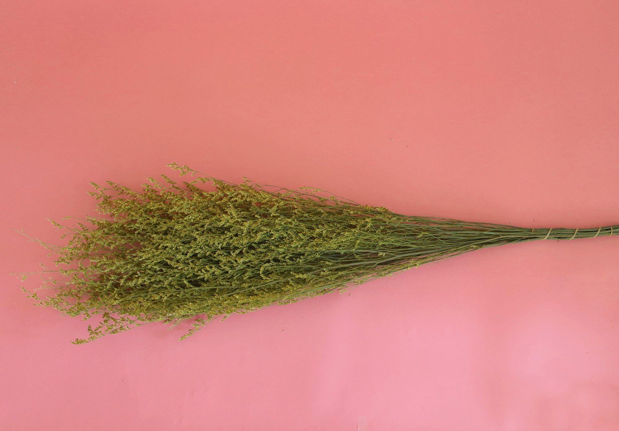 Gräser Trockenblume Getrocknete Kunstharz.Art vielen in Farben Natur, -