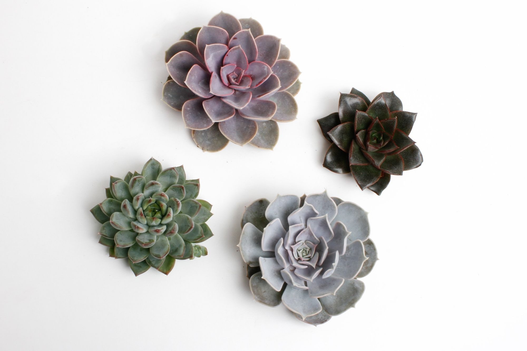 meinvipshop Zimmerpflanze Sukulente Echeveria cut mixed 4er Set – Bild 2 von 2