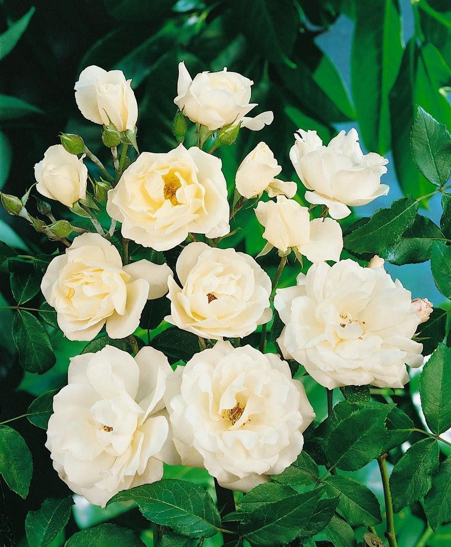 Pflanzen für Dich Rose Rosa Schneewittchen