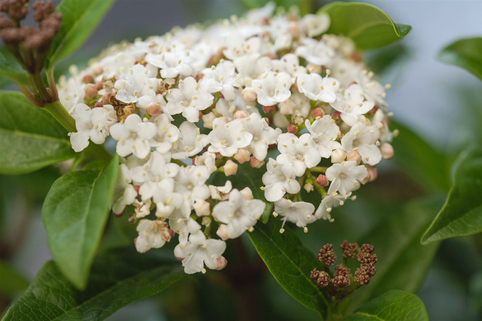 Pflanzen für Dich Gehölze Viburnum tinus Ladybird, 1 St., Lorbeer-Schneeball, Immergrüner Schneeball