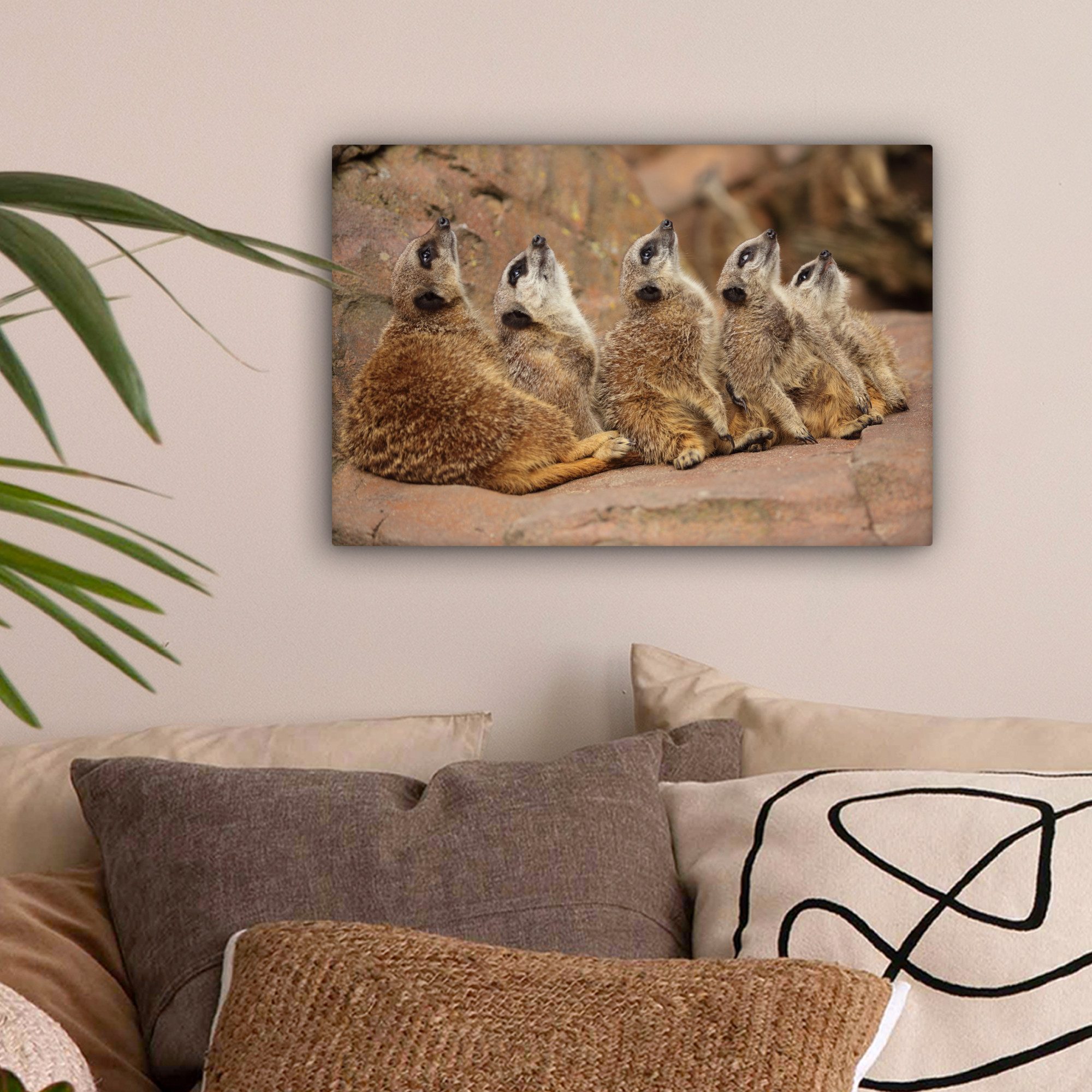 OneMillionCanvasses® Leinwandbild Erdmännchen - Felsen - günstig online kaufen