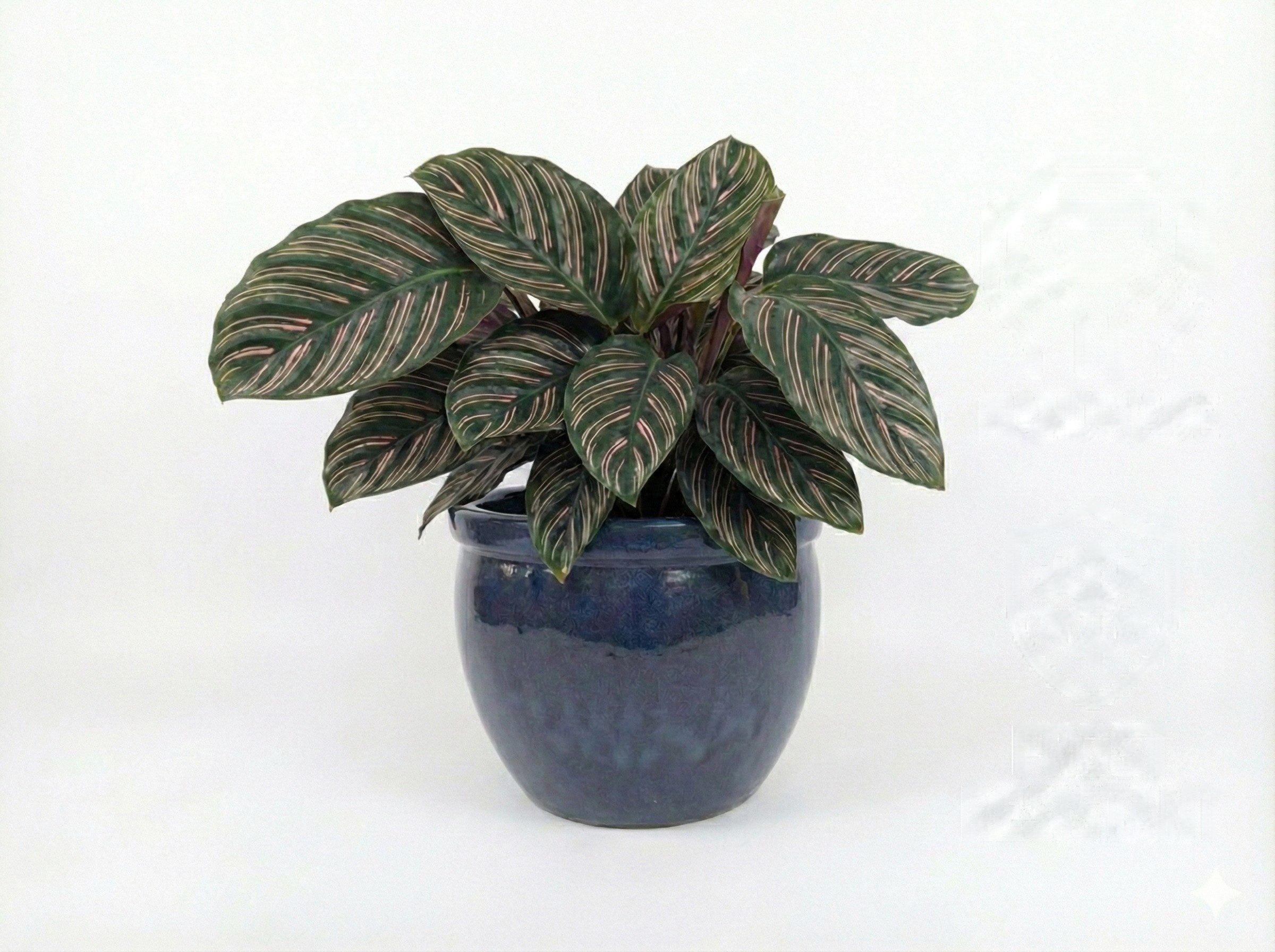 Teramico Pflanzkübel Teramico Pflanzgefäß Keramik "Bavaria Tall" Royal Blau Ø 29cm – Glasie, 100% Frostfest