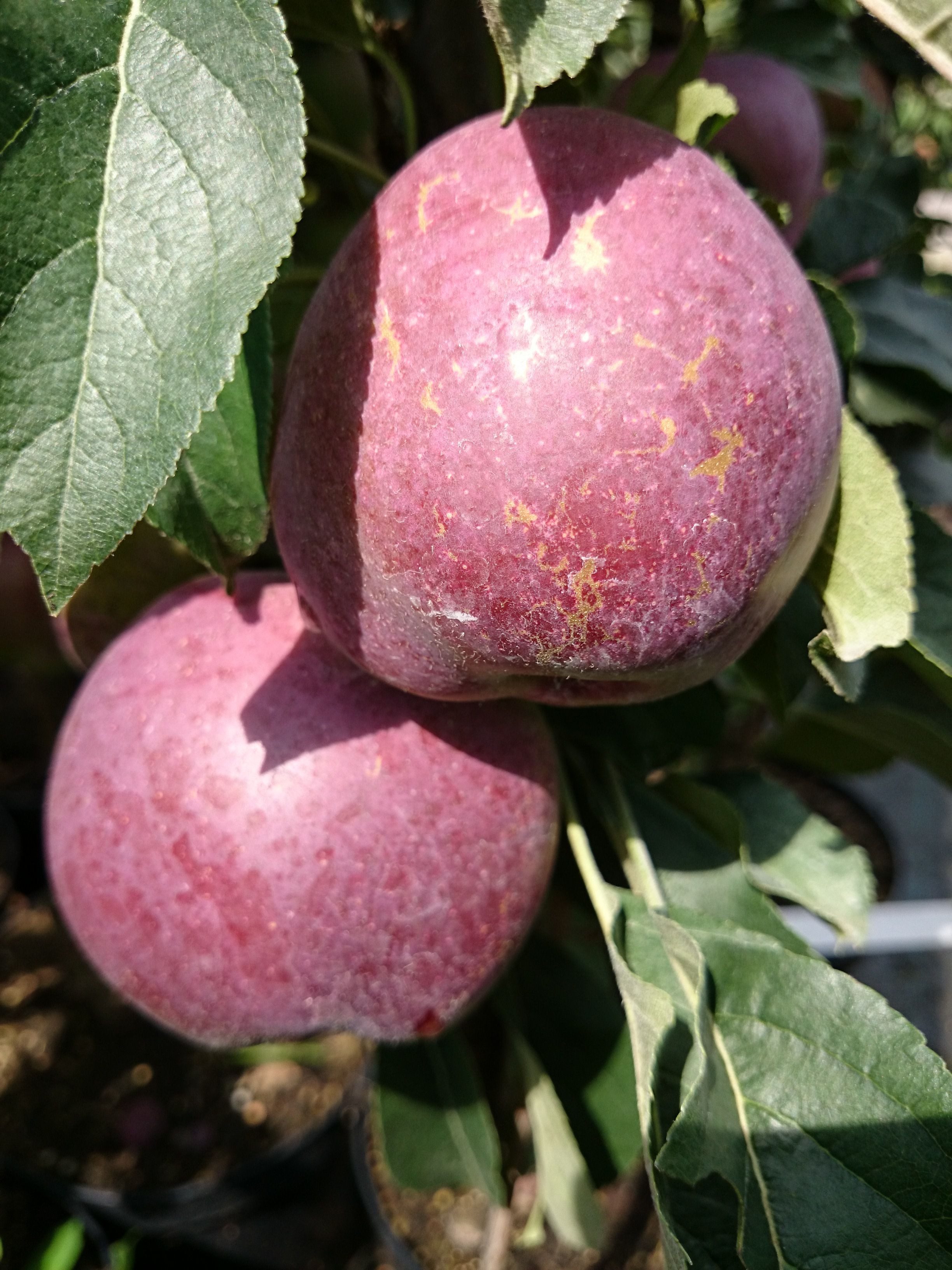 AMO Baumschulen Obstpflanze Säulenapfel „Blue Moon“ – platzsparender Apfelbaum für Balkon, Terrass – Bild 2 von 3
