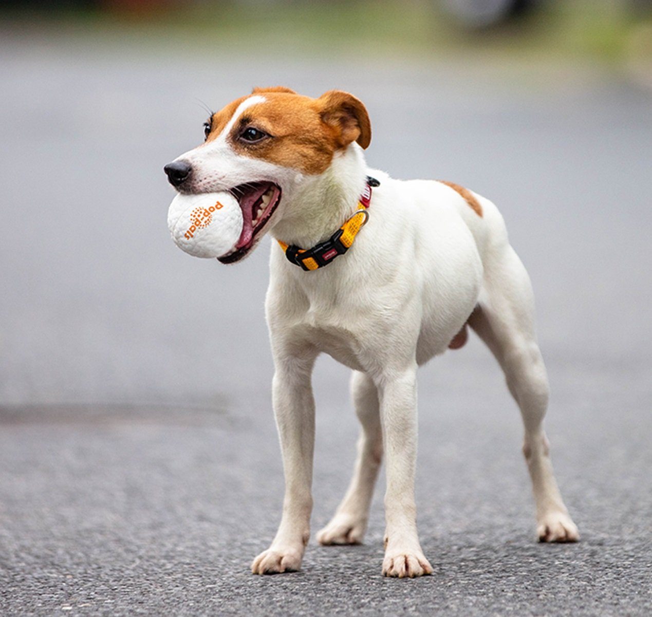 GiGwi Tierball Hundeball, extrem elastisch und widerstandsfähig, hält extremen Bedingungen stand