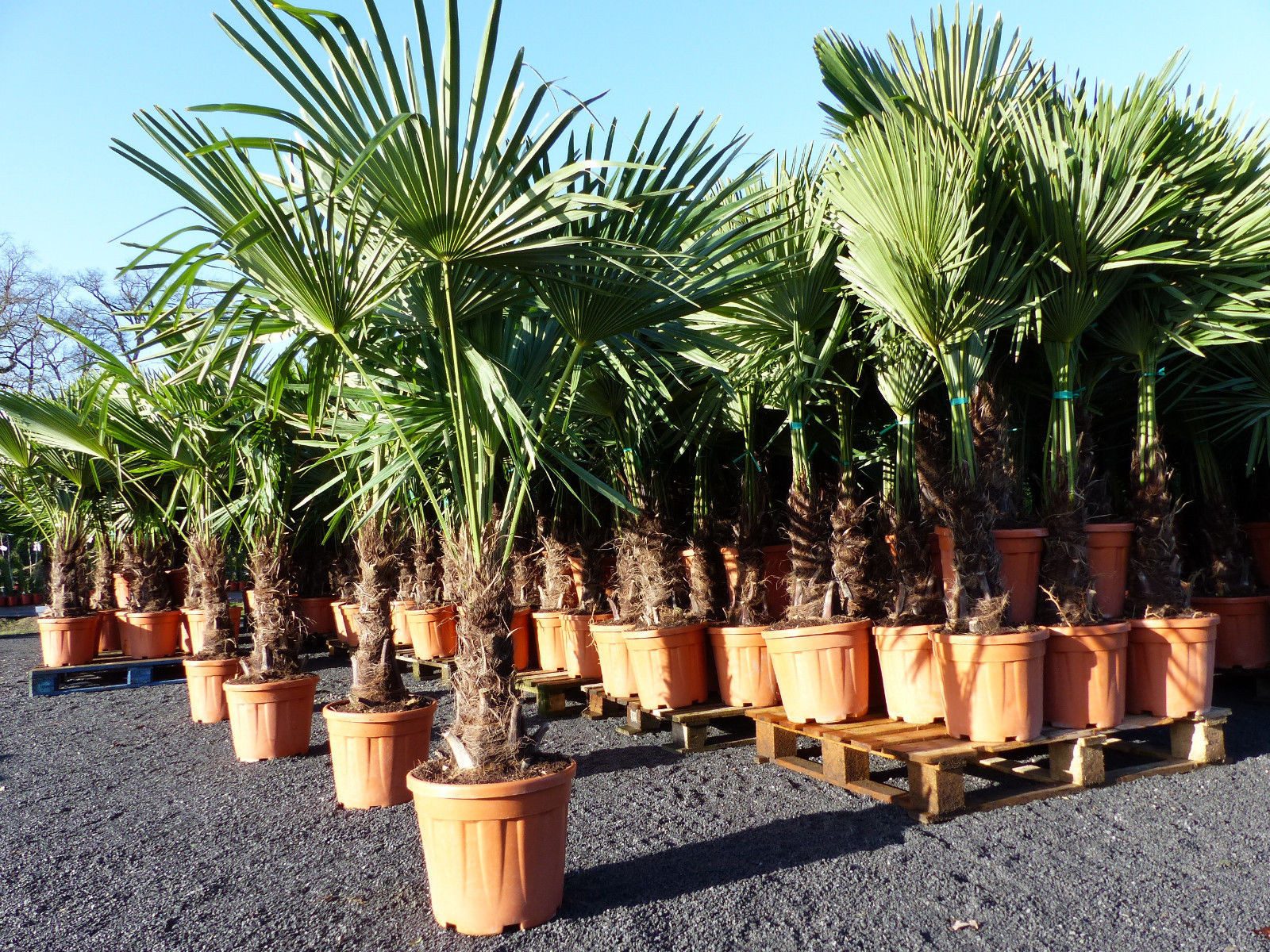gruenwaren jakubik Baum XXL Palme winterhart 180 cm Trachycarpus fortunei, Hanfpalme