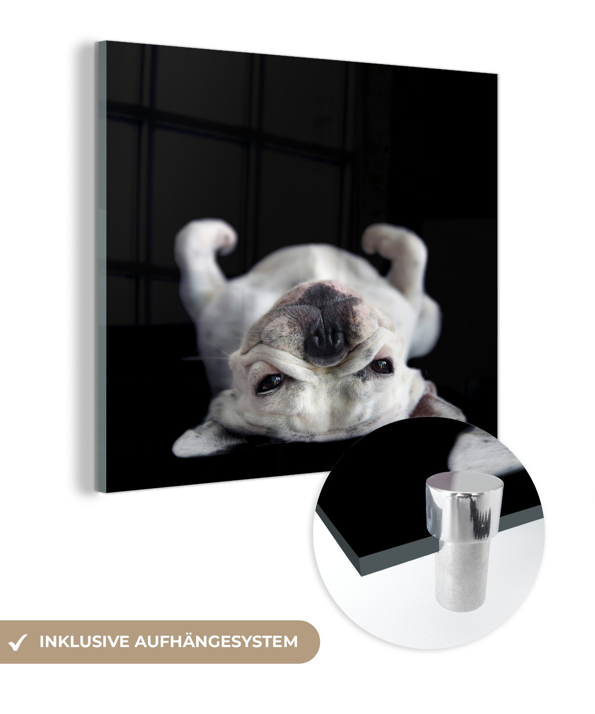 MuchoWow Acrylglasbild Bulldogge auf dem Foto schwarzem Glasbilder Wanddekoration - Glas St), Bilder - liegend Glas auf auf (1 Rücken Hintergrund, auf Wandbild 
